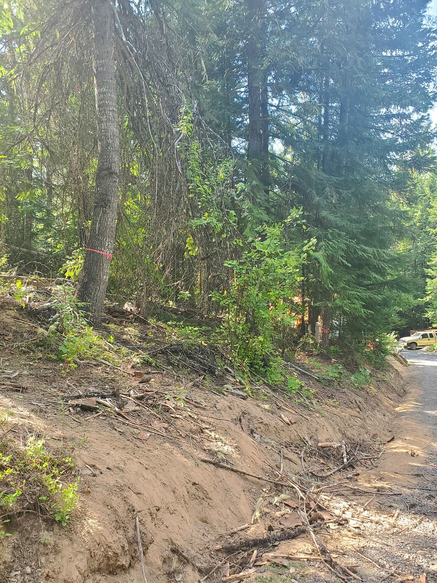 Dirt hillside with trees and road on the right. Green foliage and brown soil.