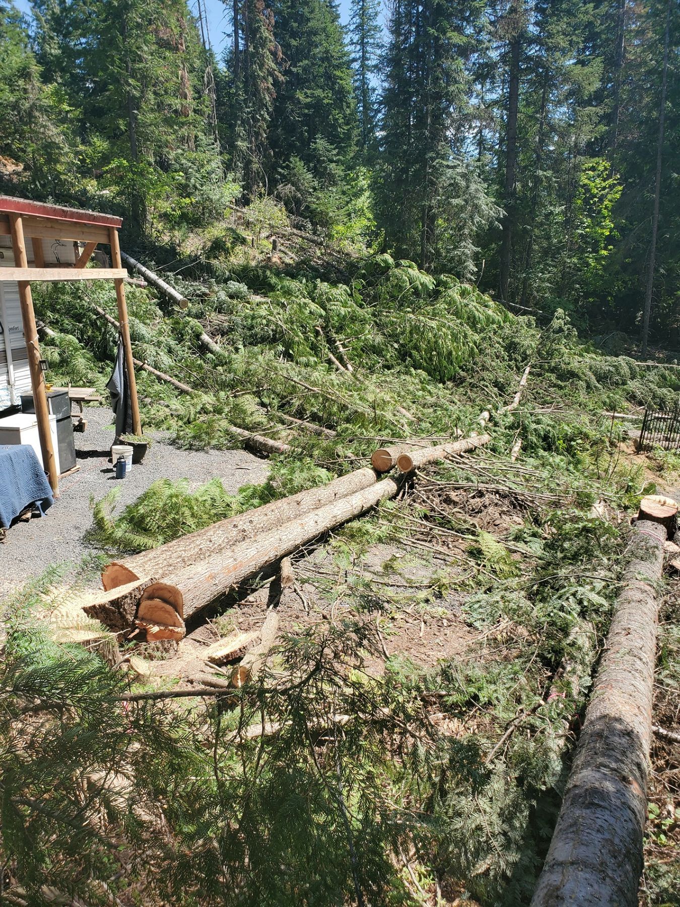 Logs and cut branches lie on the ground near a building in a forest clearing.
