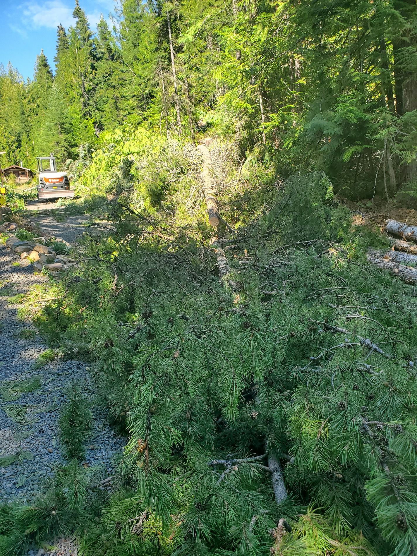 Fallen tree and debris on a gravel path in a forest; a small tractor is visible in the background.