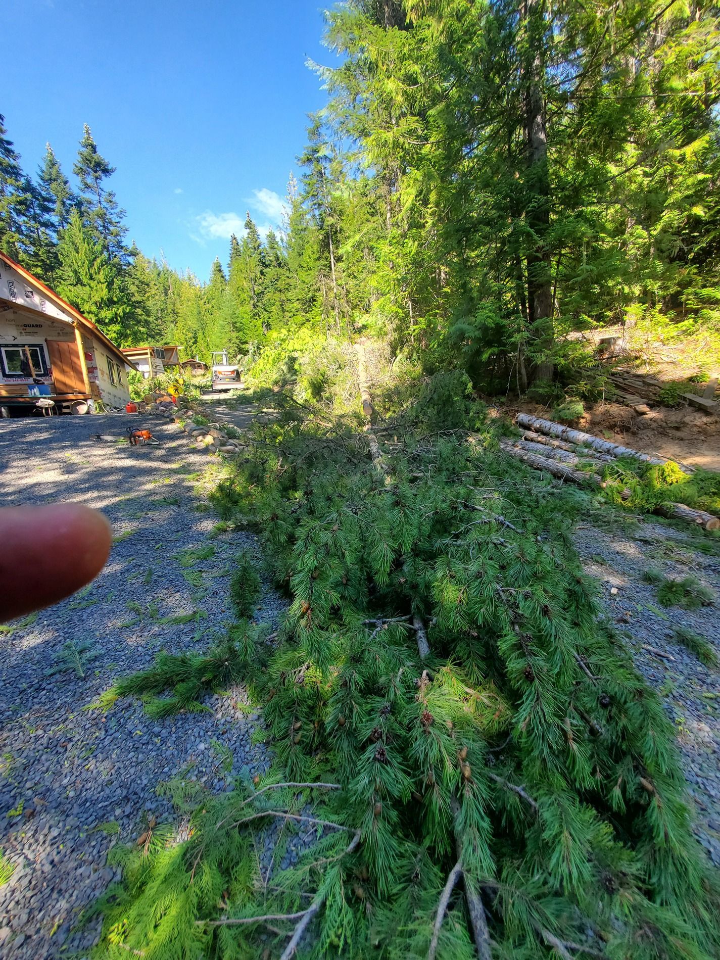 Branches of a cut tree lie on a gravel road, forest in the background, a building on the left, clear sky.