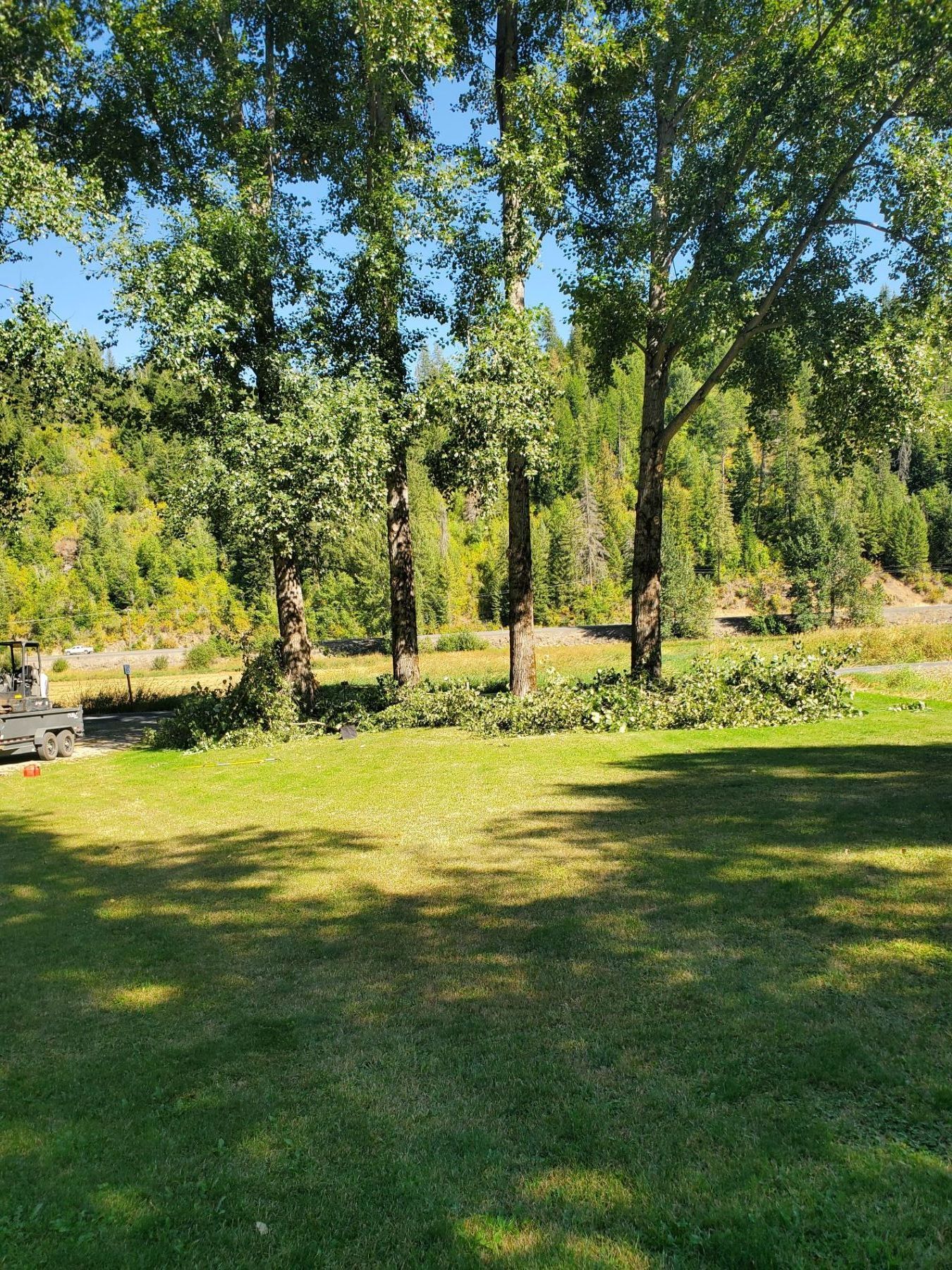 Tall trees in a grassy yard, sunlight casts shadows. Background includes a hill, green foliage, and blue sky.