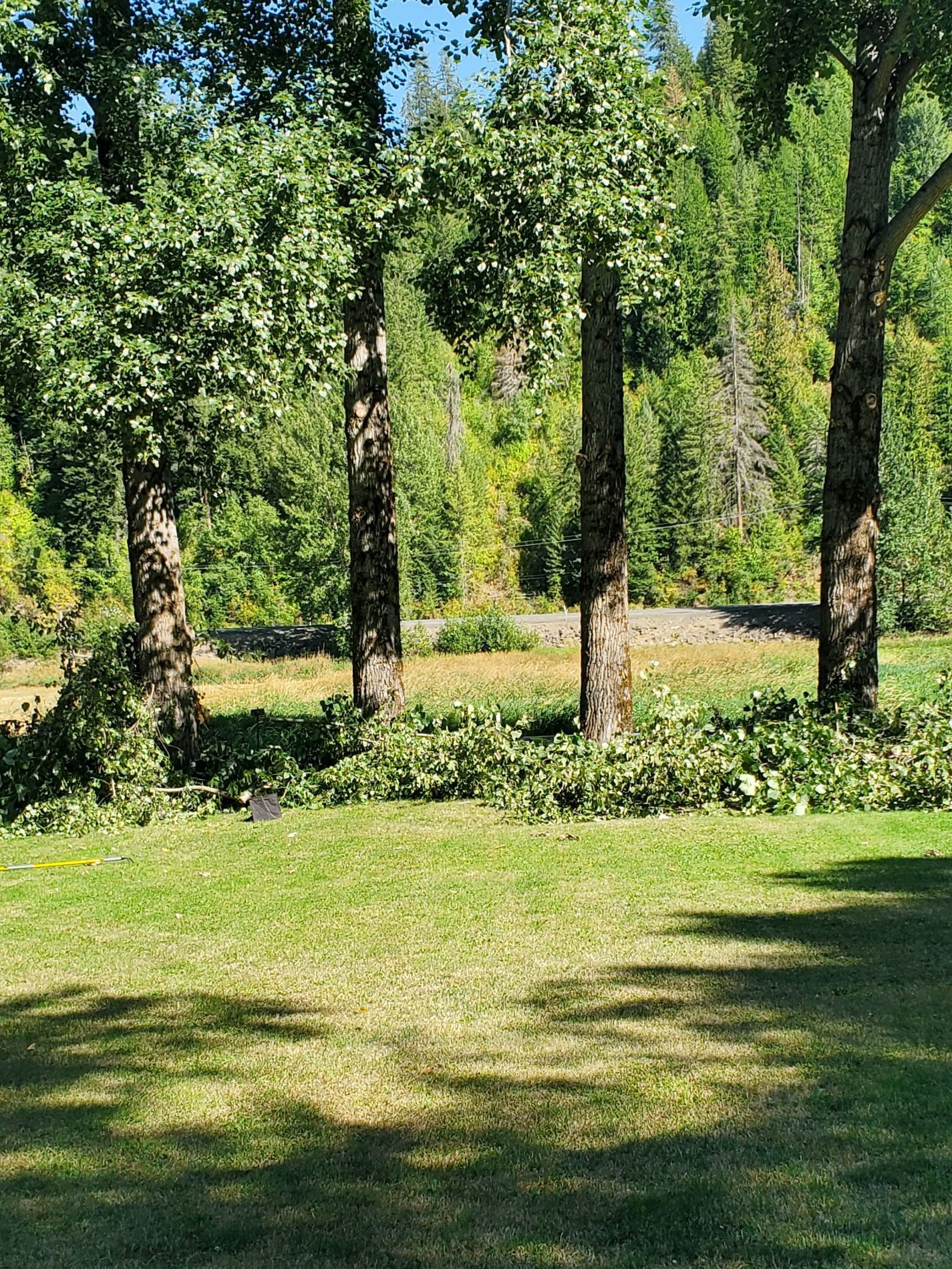 Four trees with trimmed branches on a grassy lawn with a forested background and river view.