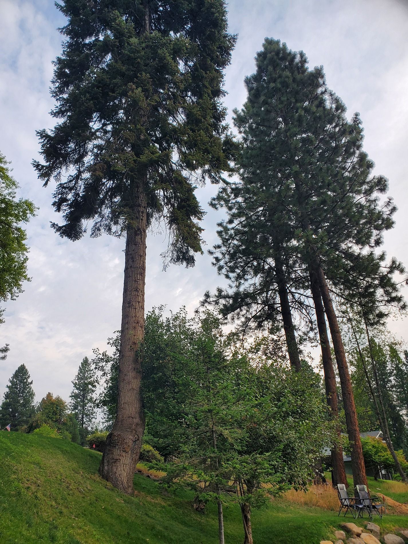 Tall evergreen trees against a cloudy sky on a grassy hillside.