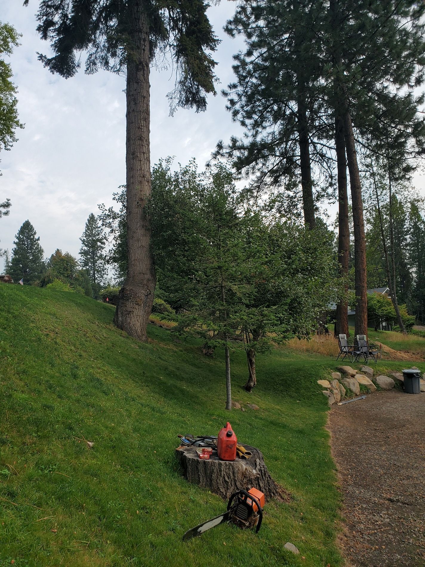 Chainsaw and gas can on a tree stump in a yard with grass and trees under an overcast sky.