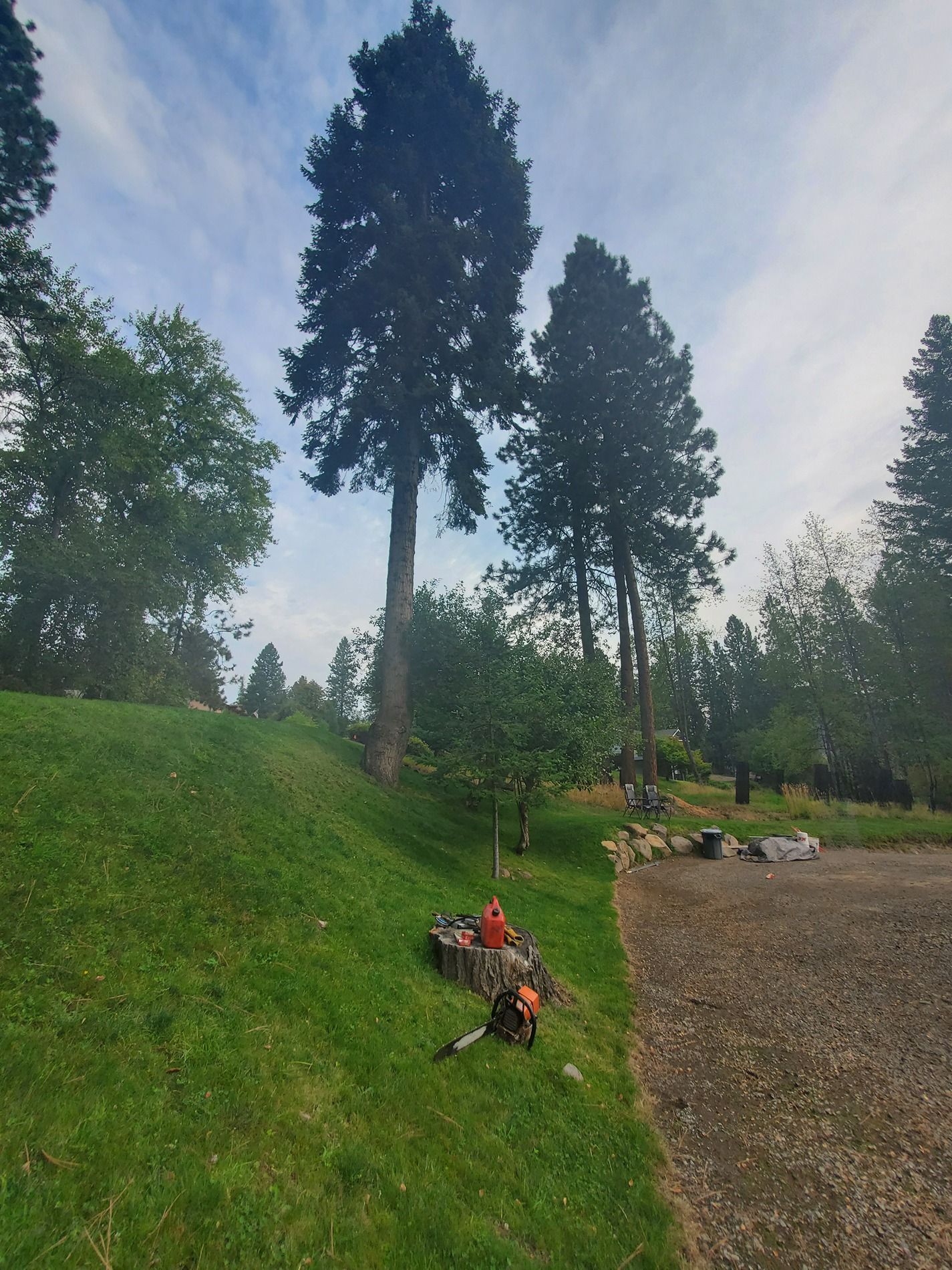 Tall trees on a grassy hill next to a gravel area; chainsaw and equipment nearby. Cloudy sky.