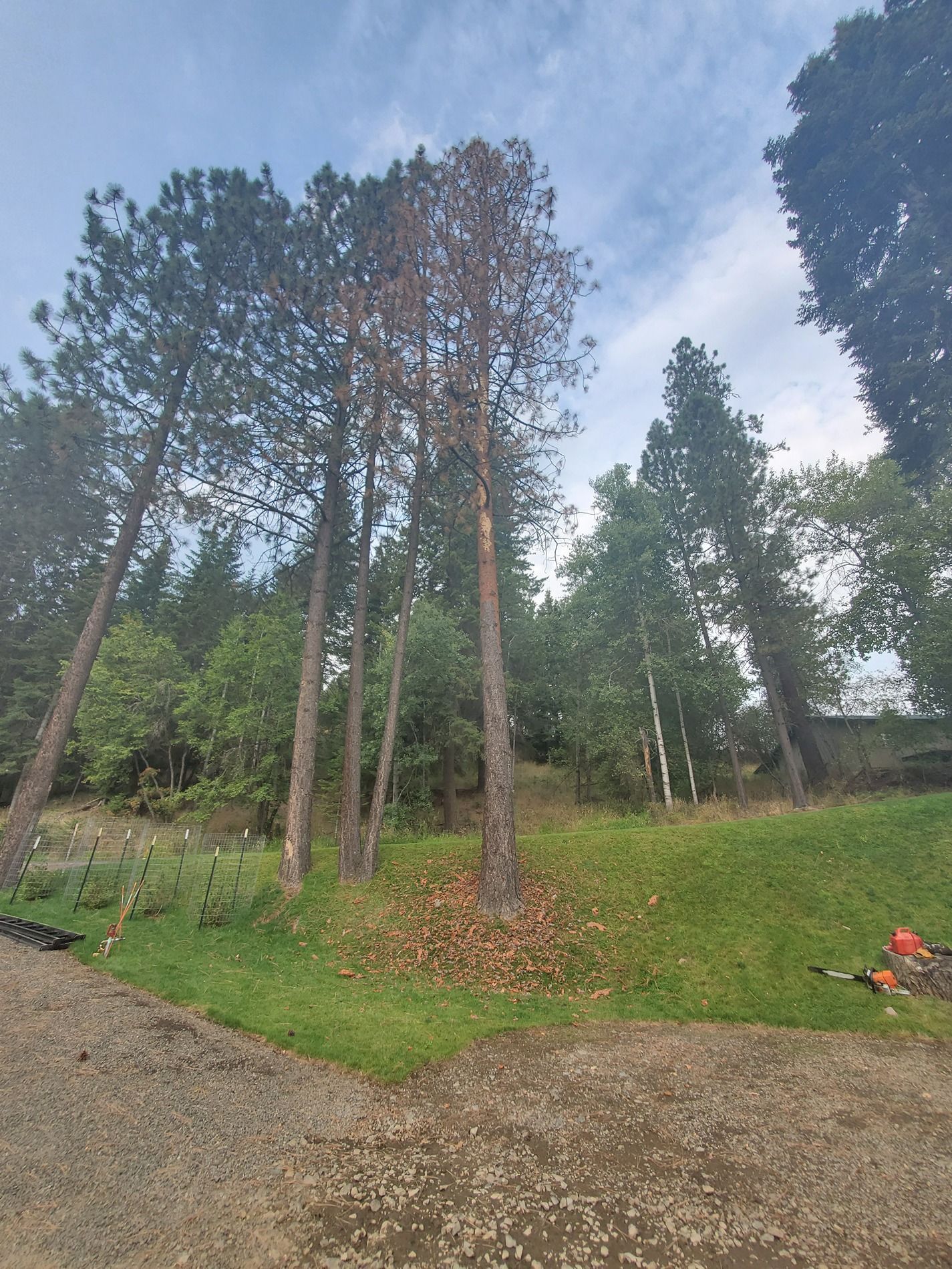 Tall pine trees on a grassy hill; a tree is brown and dead, sky overhead.