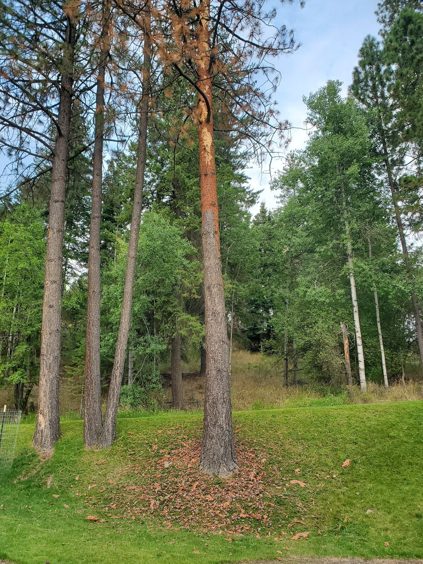Tall trees with brown trunks stand on a grassy hill. Green foliage and a blue sky are in the background.