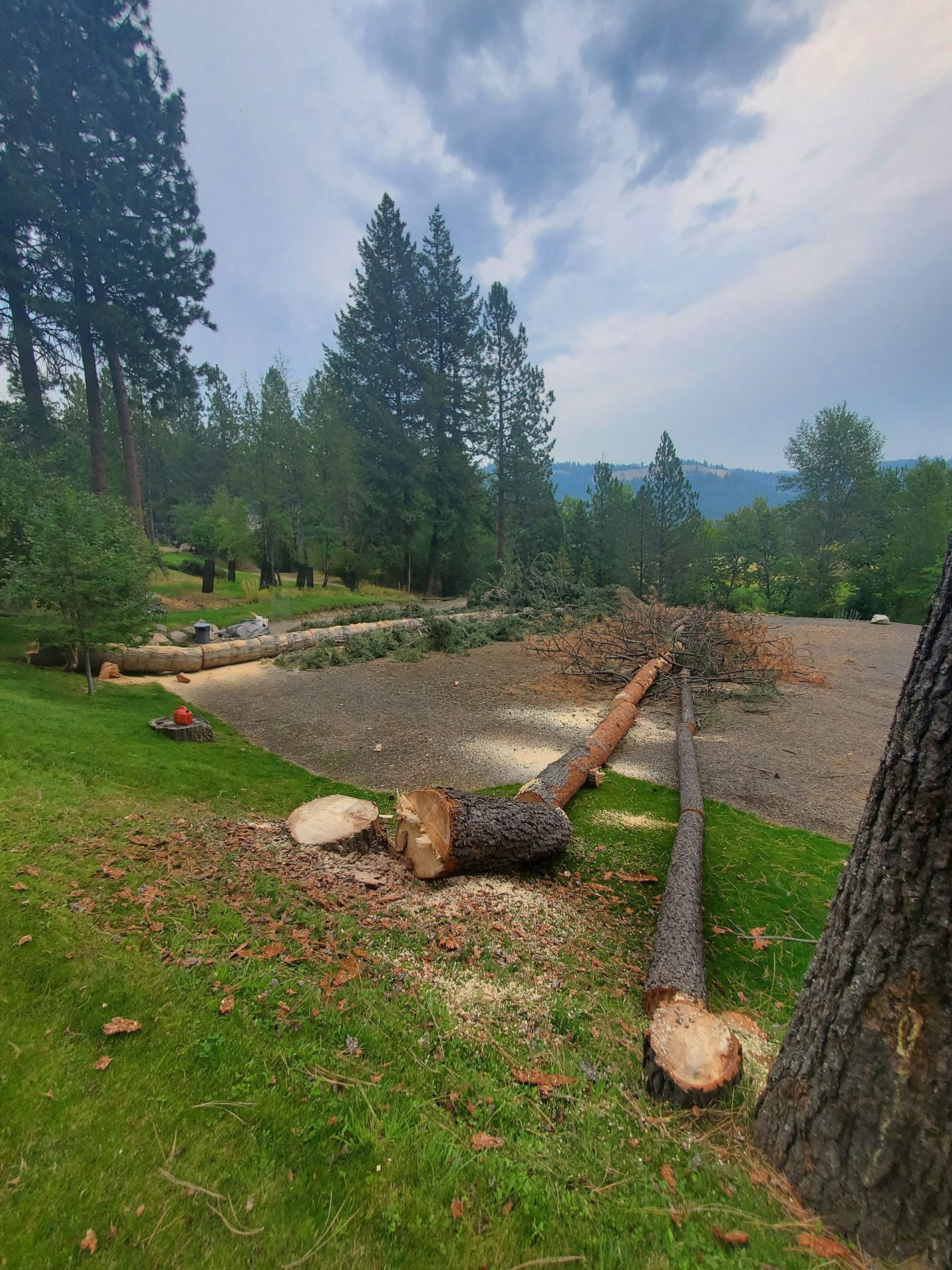 Felled trees on grass and gravel in a wooded area with a cloudy sky.