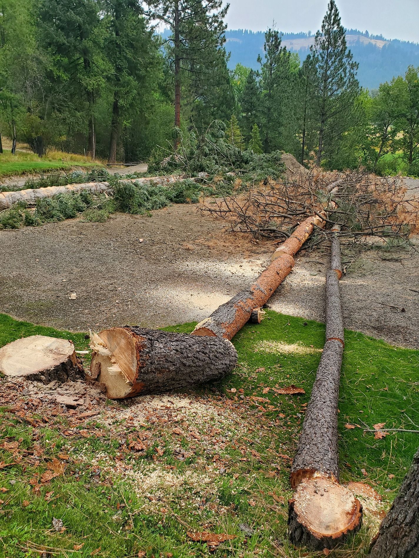 Felled tree trunks and sawdust on grass, with a background of trees and a gravel area.