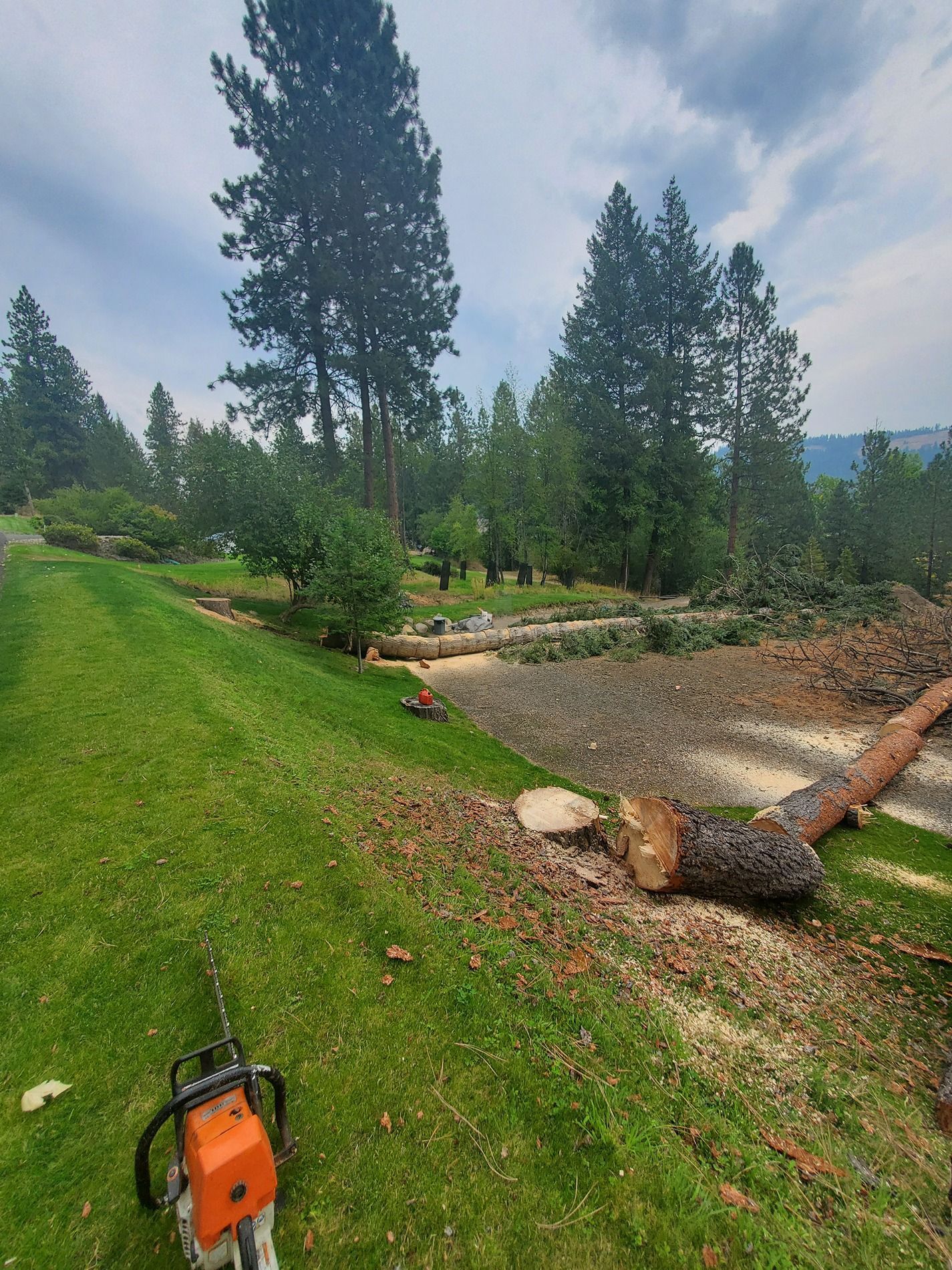 Chainsaw on green grass, recently cut tree log and branches. A wooded area in the background under a cloudy sky.