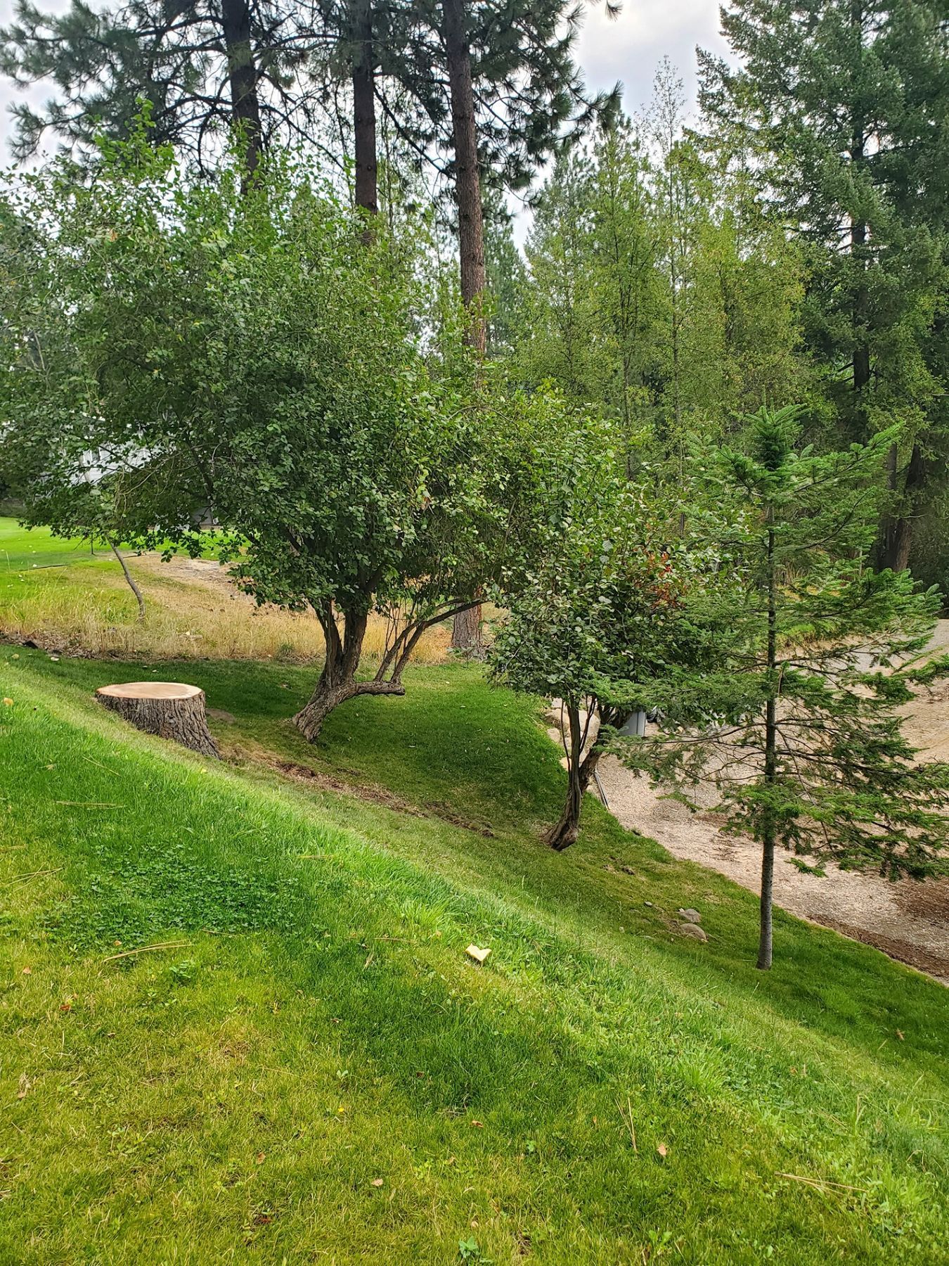 Green grassy hillside with trees and a small concrete structure in a natural setting.