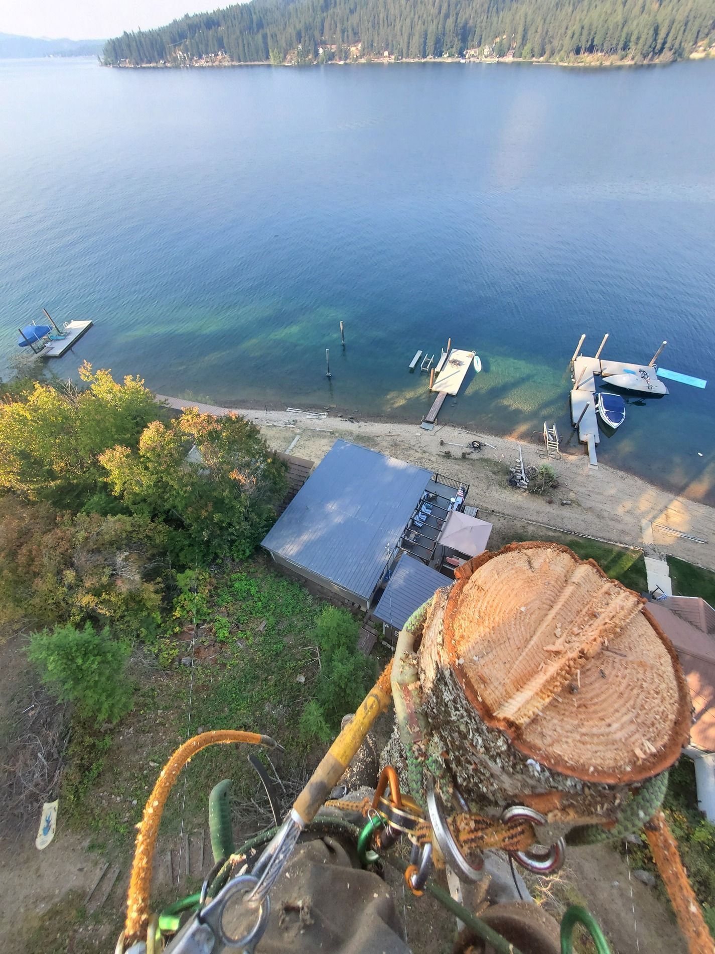 View from tree trunk, showing lake, docks, and building below. Tree cutter with gear. Blue water, green trees.