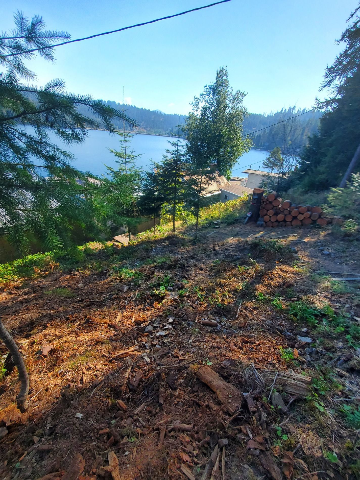 Overlooking a lake, a clearing with small trees, a stack of logs, and a blue sky.
