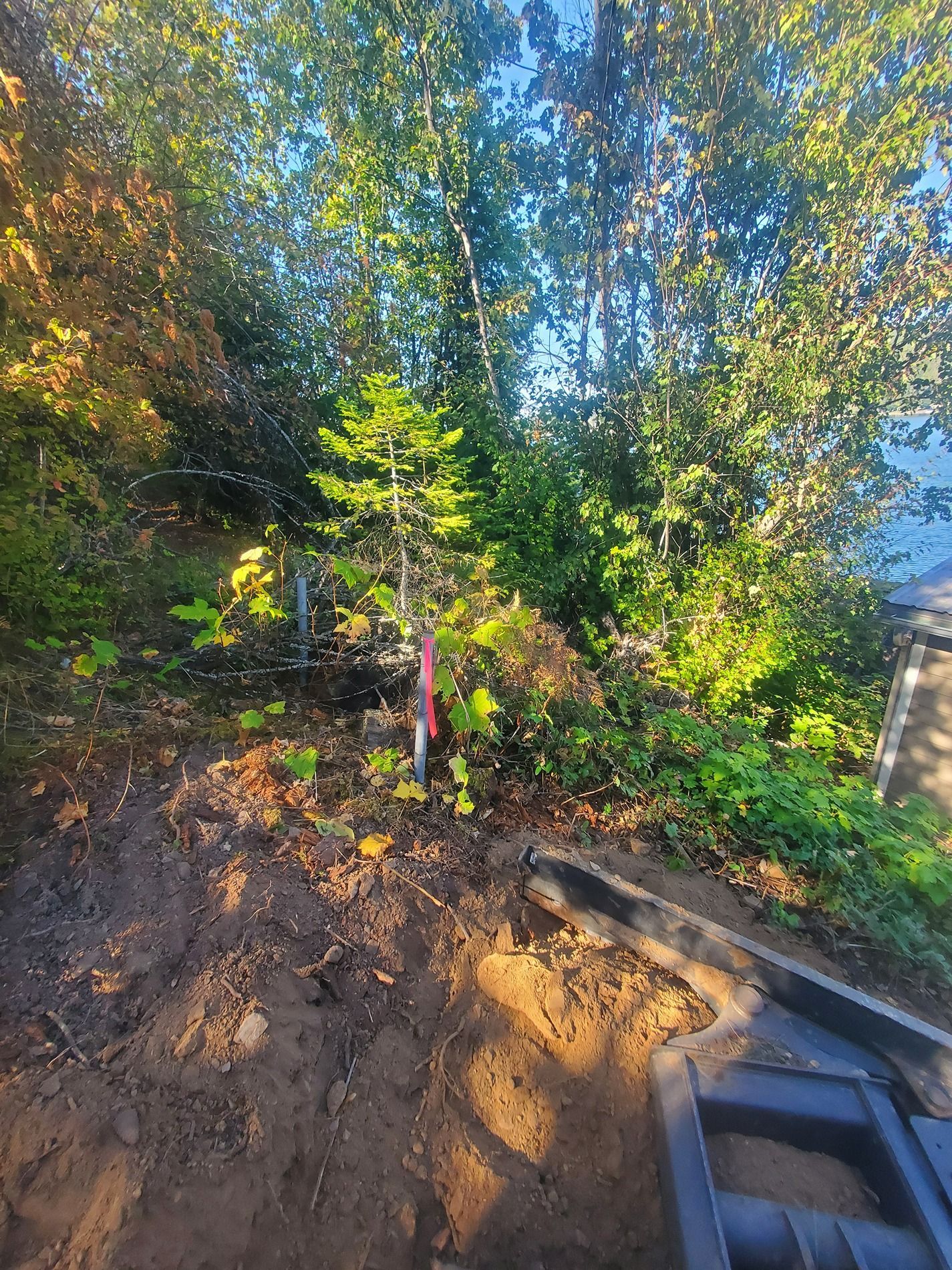 Dirt slope with a young evergreen tree and surrounding vegetation in a natural setting.