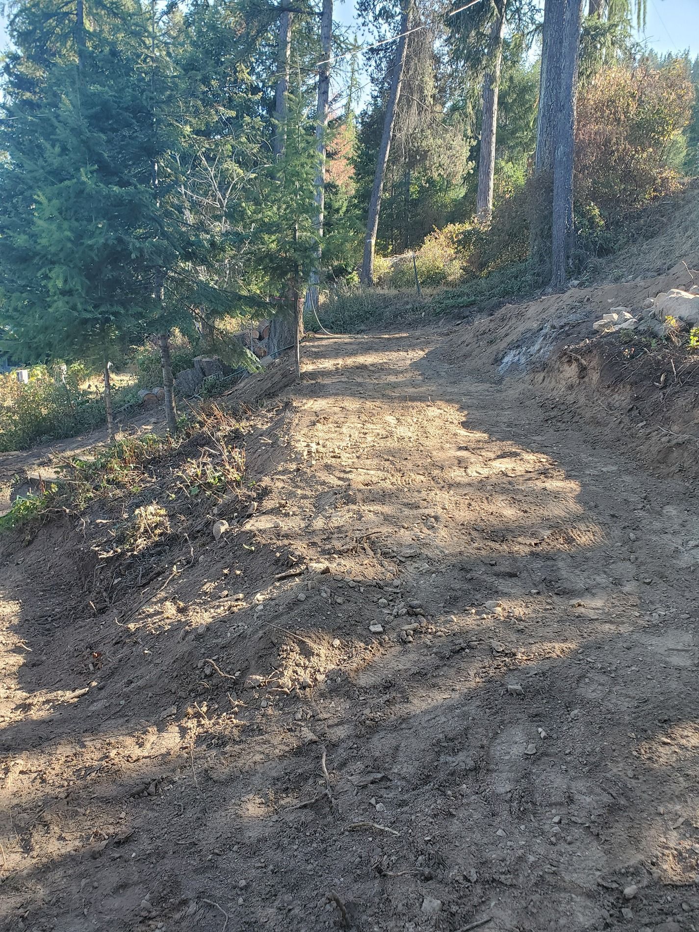 Dirt trail winding uphill through a sunny forest, with trees and brush on either side.