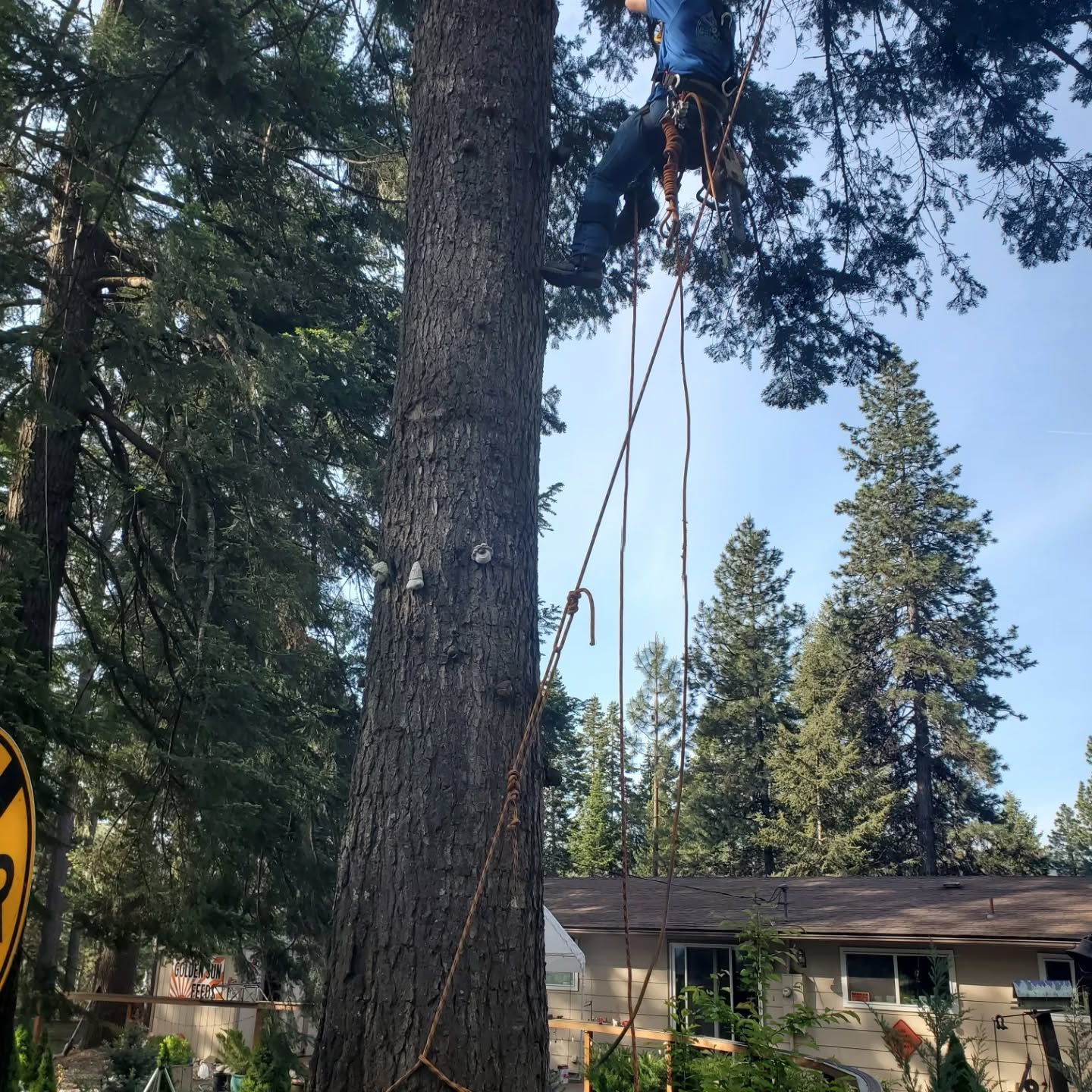 Person in a tree, using ropes to trim branches. Exterior shot, sunny day.