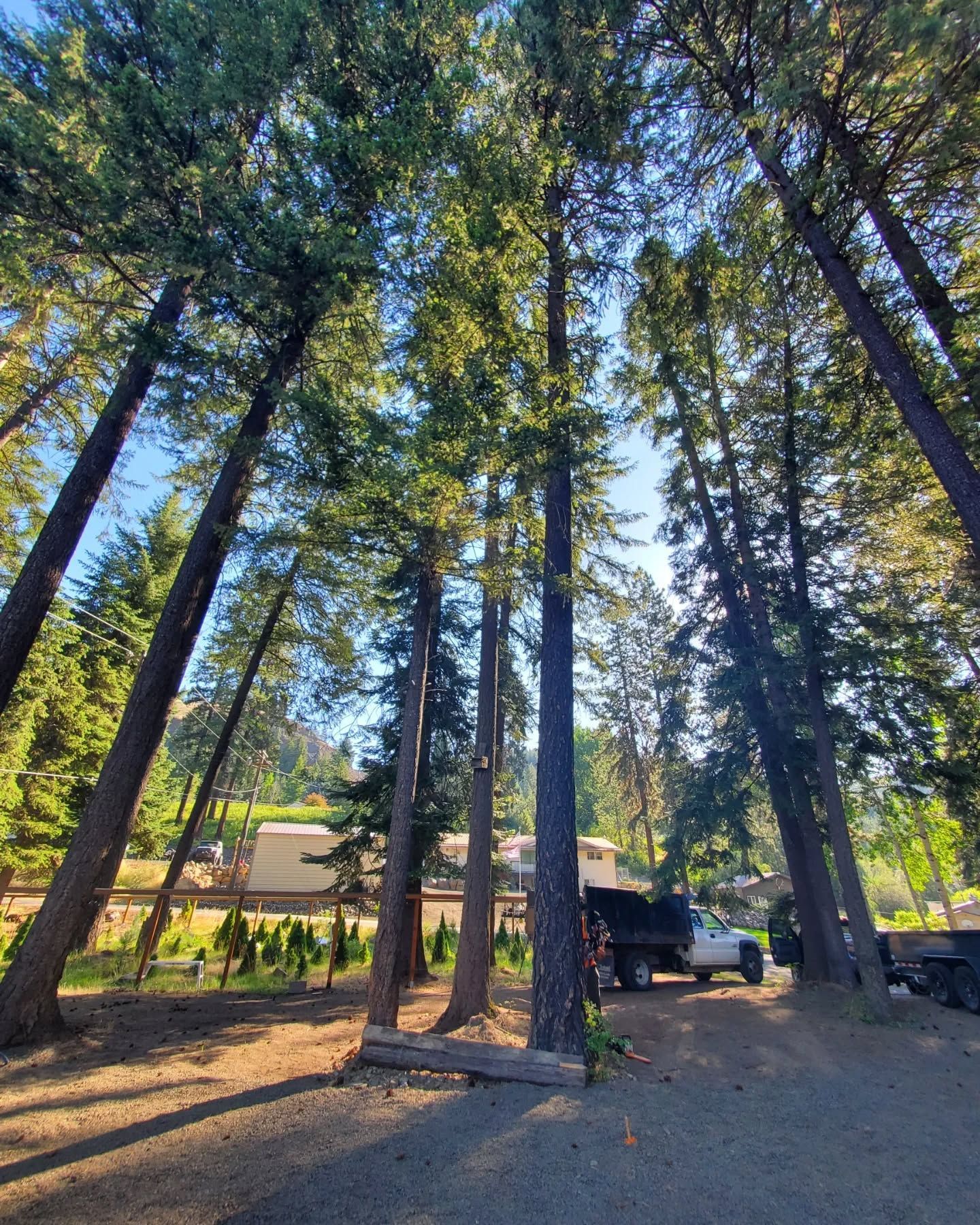 Tall trees reaching towards the sky; sunlight filtering through the canopy. Truck parked below.