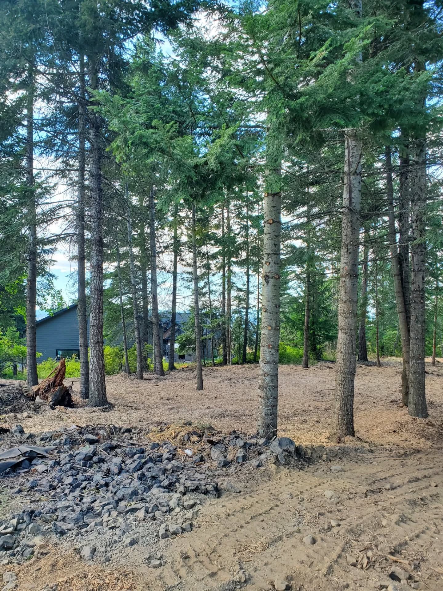 Clearing in a forest with tall, slender trees, dirt, and some dark rocky debris. A house is visible in the background.