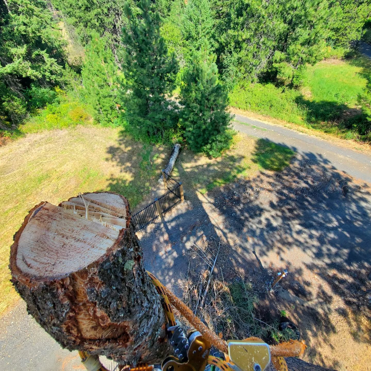 A tree stump in the foreground with a view of a road and trees, possibly after a tree cutting.