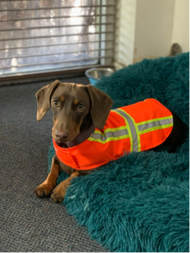 Tilly — Hanby Welding & Engineering In Portsmith, QLD