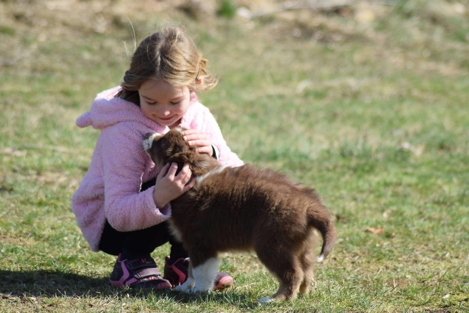 Kind, das einen Australian Shepherd Welpen streichelt