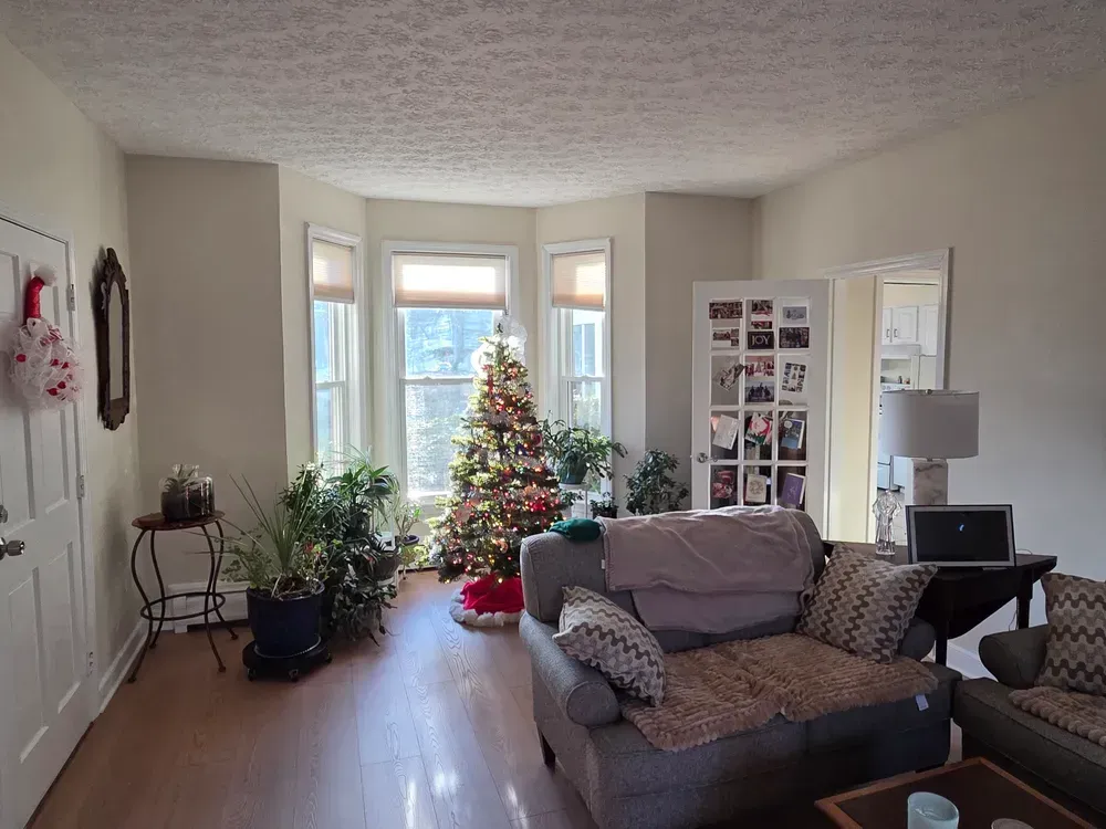 Living room with a Christmas tree by the windows, a gray couch, and potted plants near the wall