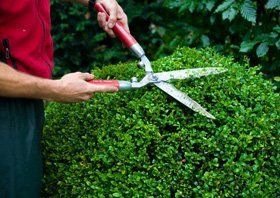 Garden maintenance - Edinburgh - Taurus Gardening  - Hedge trimming 