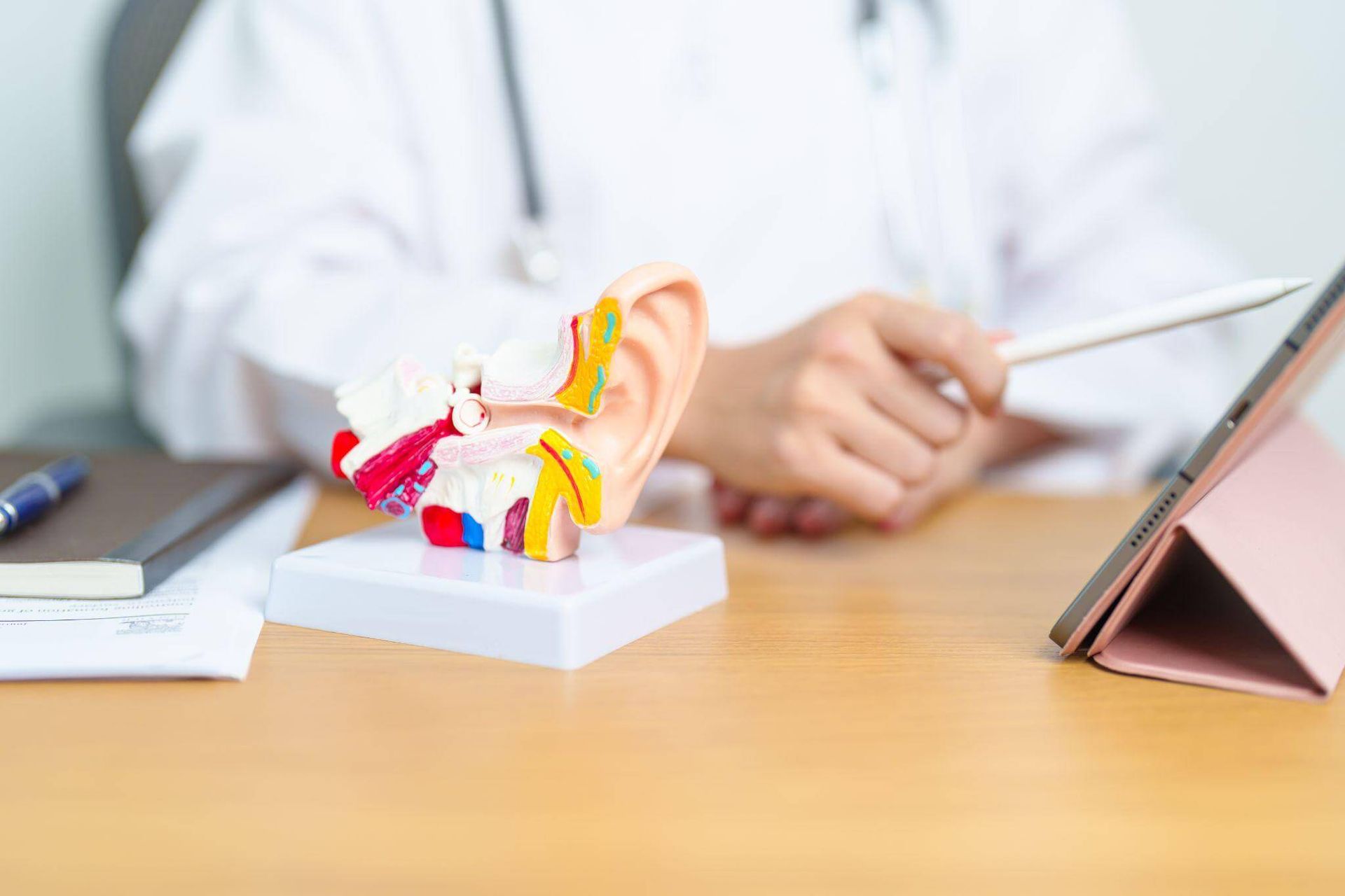 model of inner ear