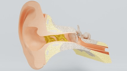 inner ear diagram with cerumen