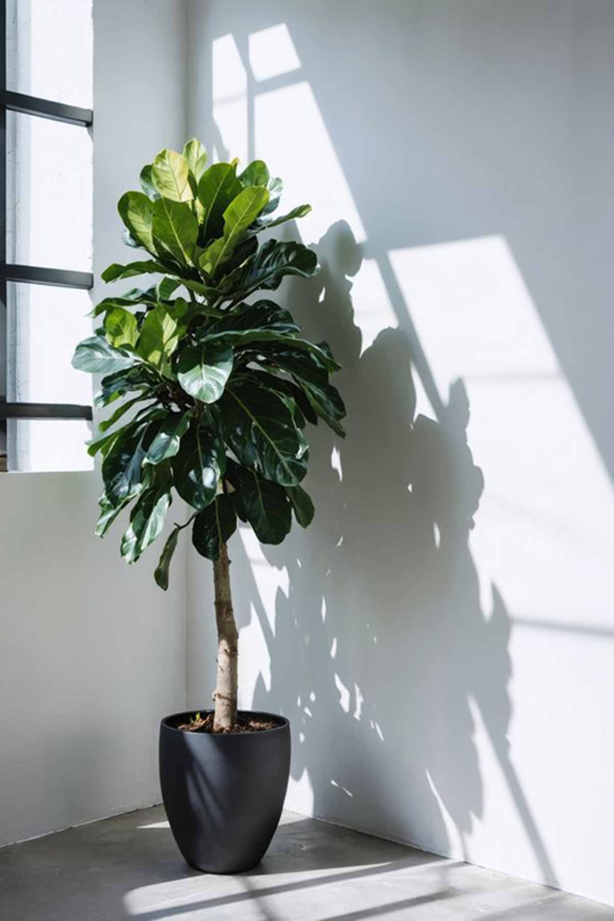 A large fiddle leaf fig in a black pot
