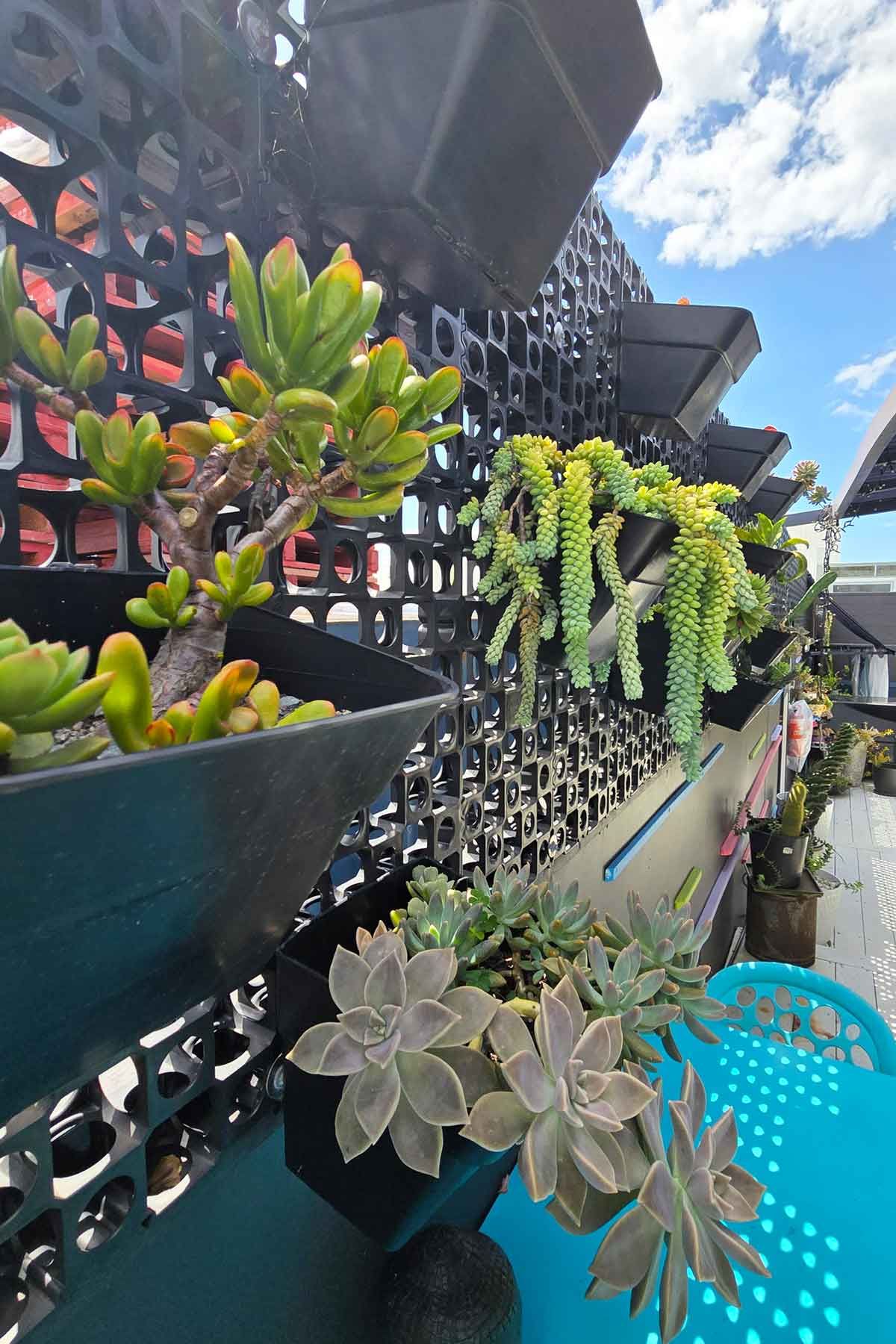 Vertical_Gardening_Perfect_for_Small_Outdoor_Spaces_0005 A vertical wall garden with succulents on display