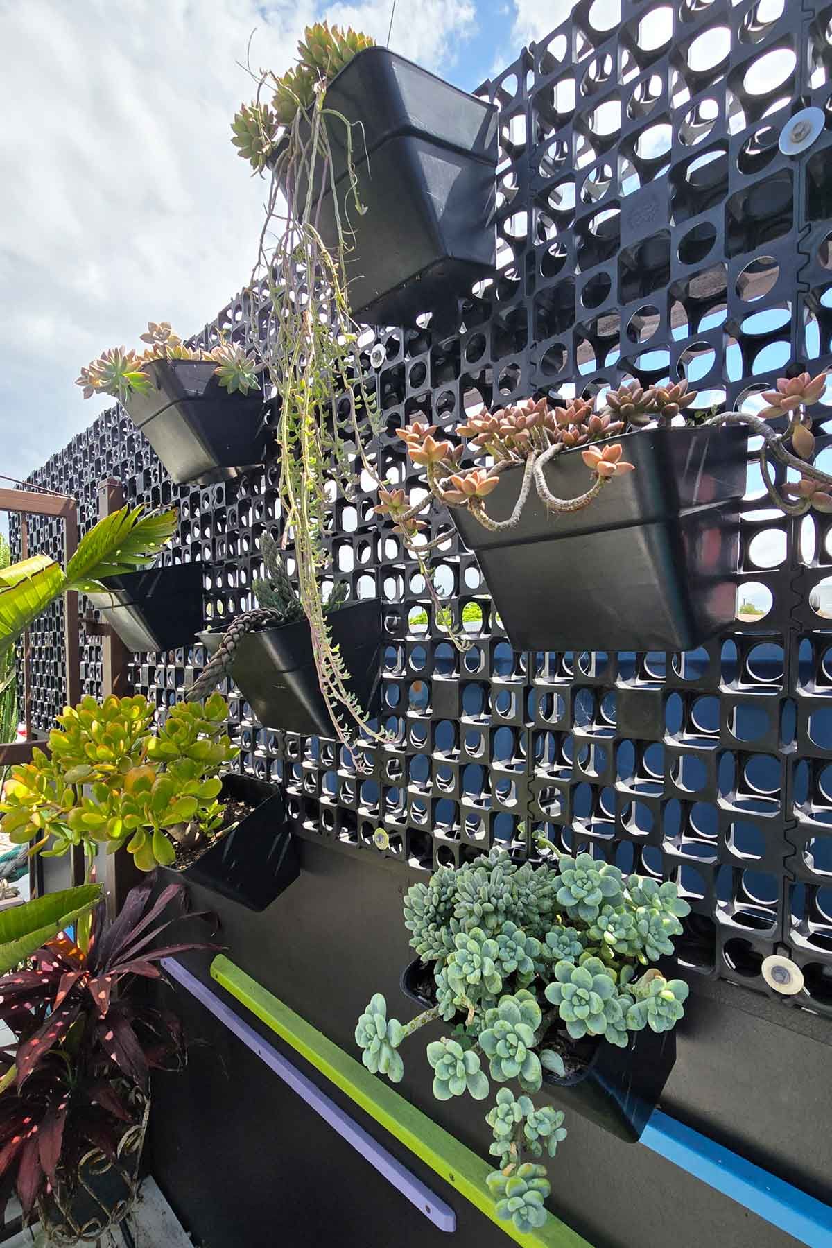 Vertical_Gardening_Perfect_for_Small_Outdoor_Spaces_0006 My vertical garden with multiple succulents.