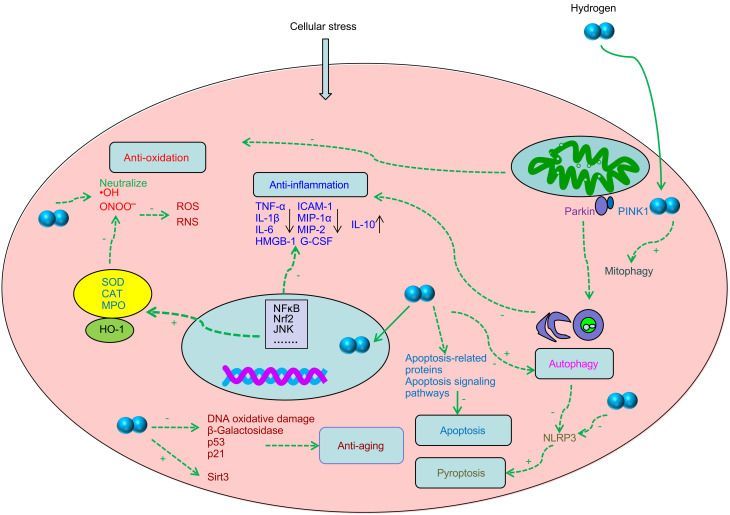 Signalwege / Mitochondrien