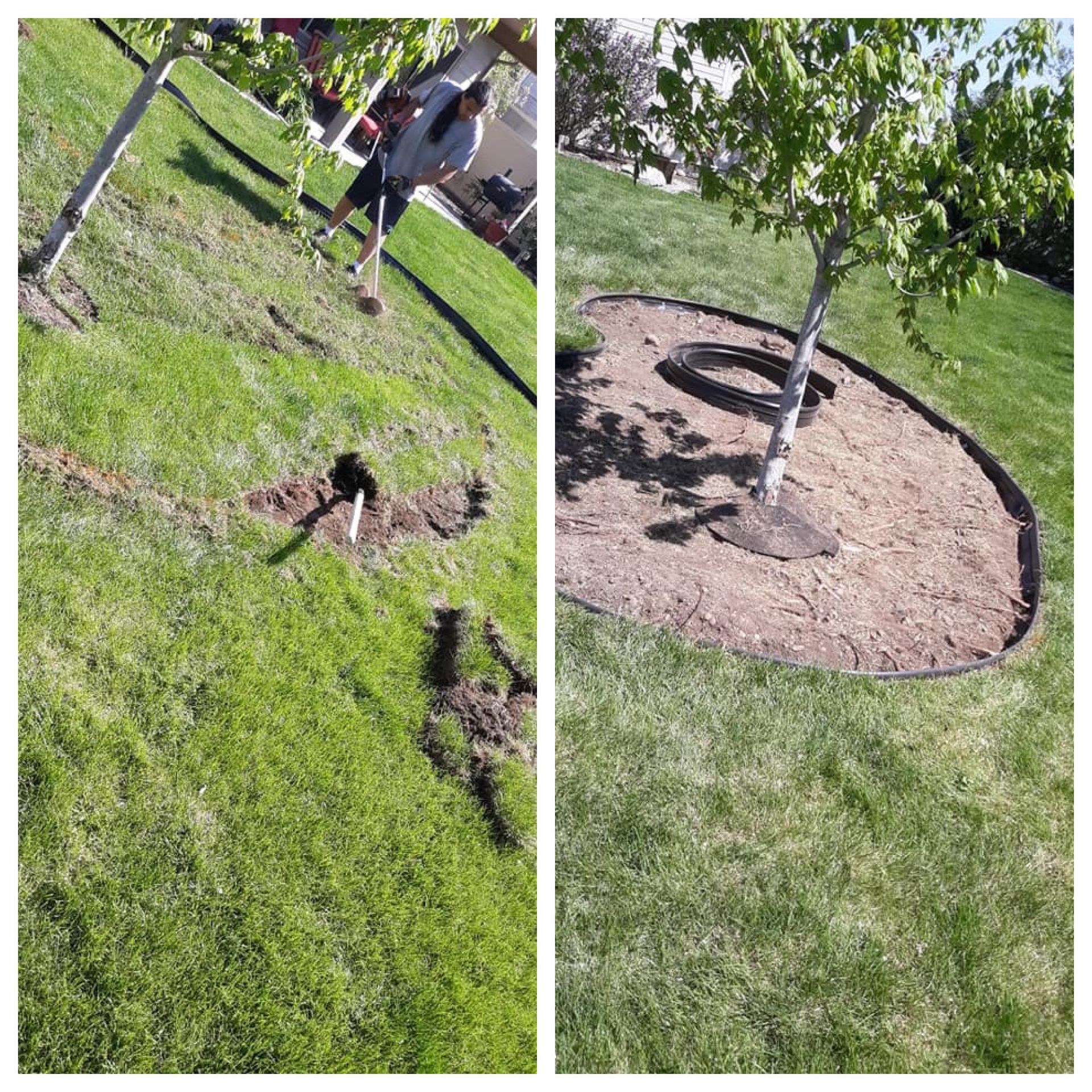 before and after border installation around tree