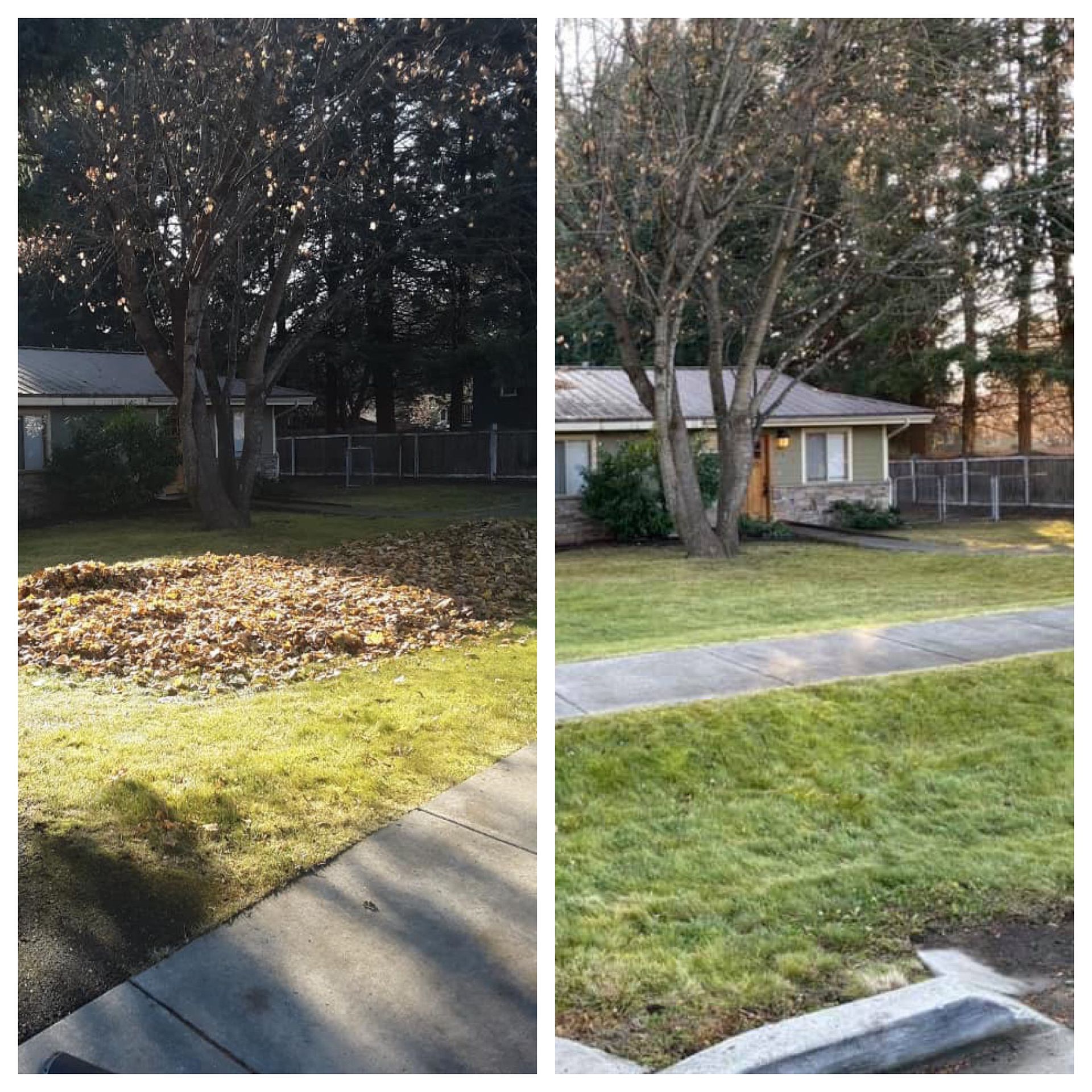 before and after leaf cleanup service