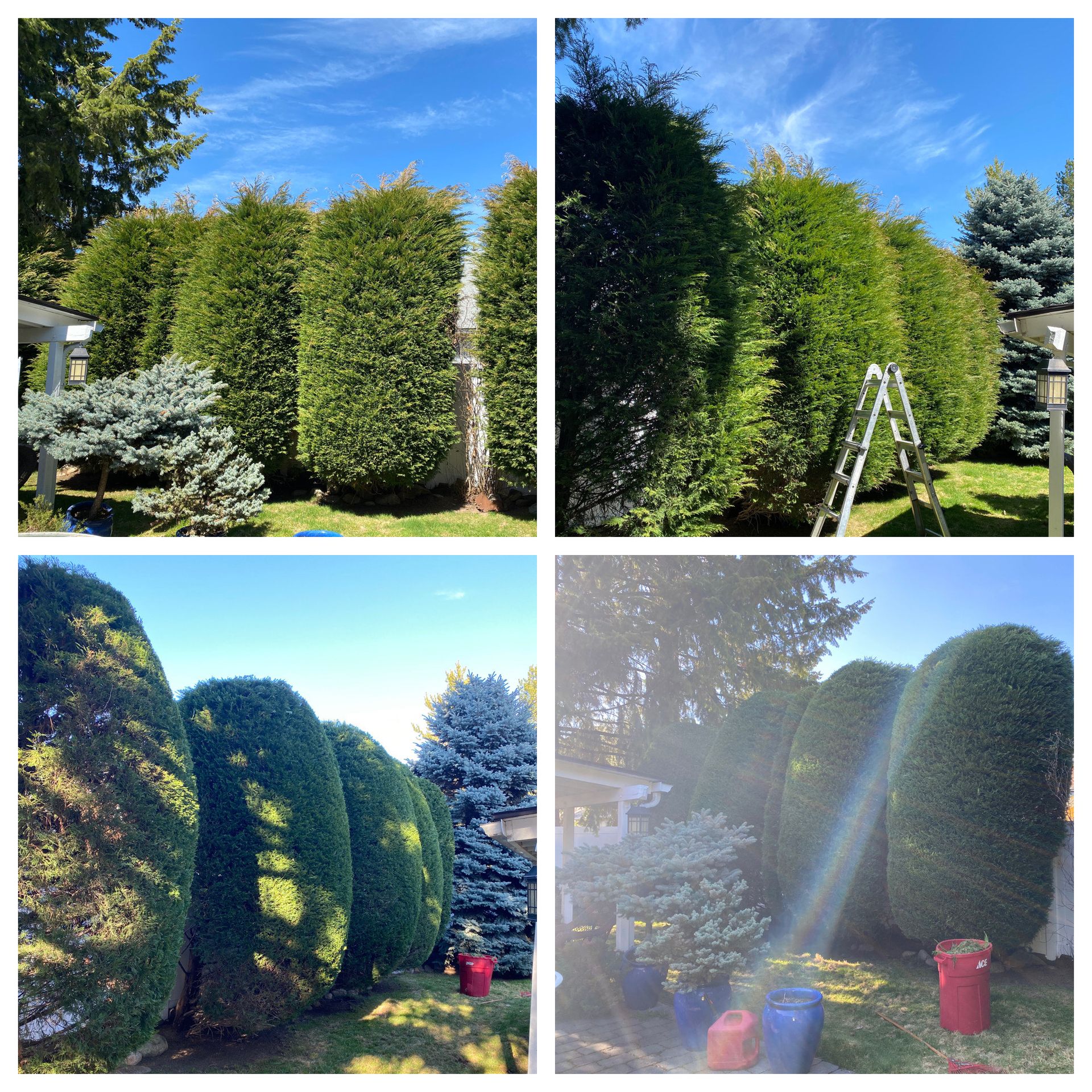tree pruning service