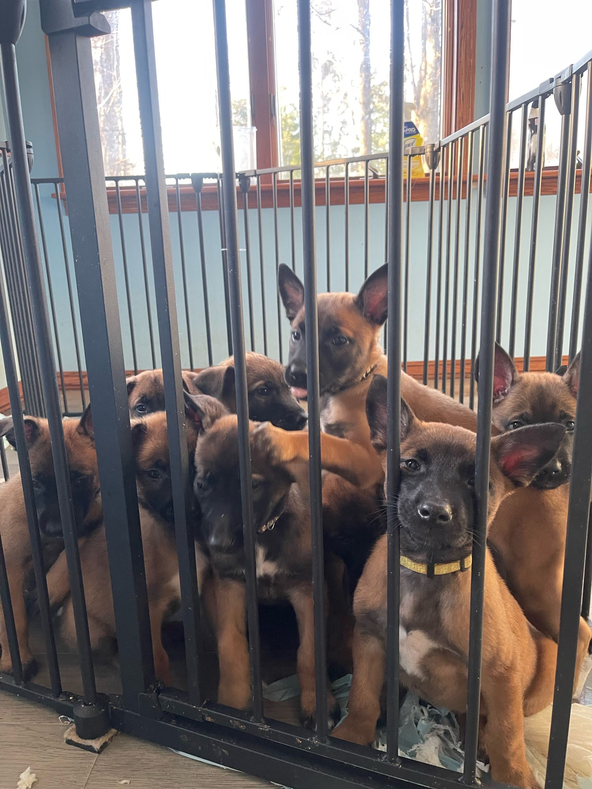 Puppies in a pen, mostly brown, with attentive expressions. Indoor setting.