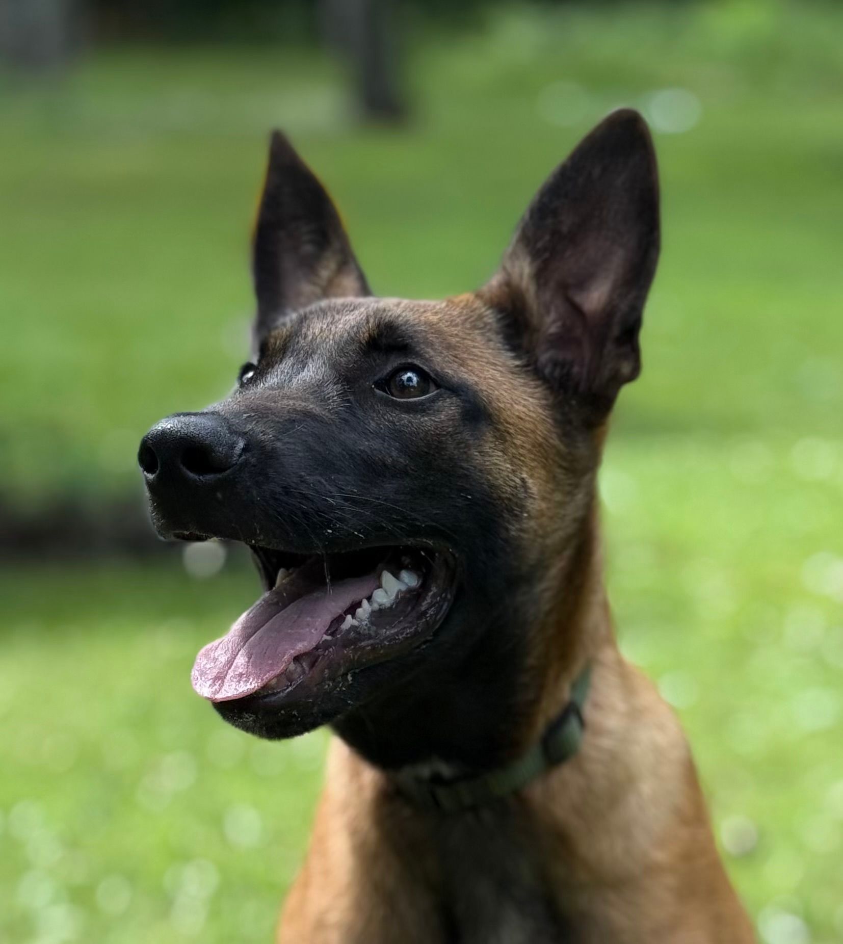 Belgian Malinois dog with alert expression, tan fur, black muzzle, panting, green collar, outdoors.