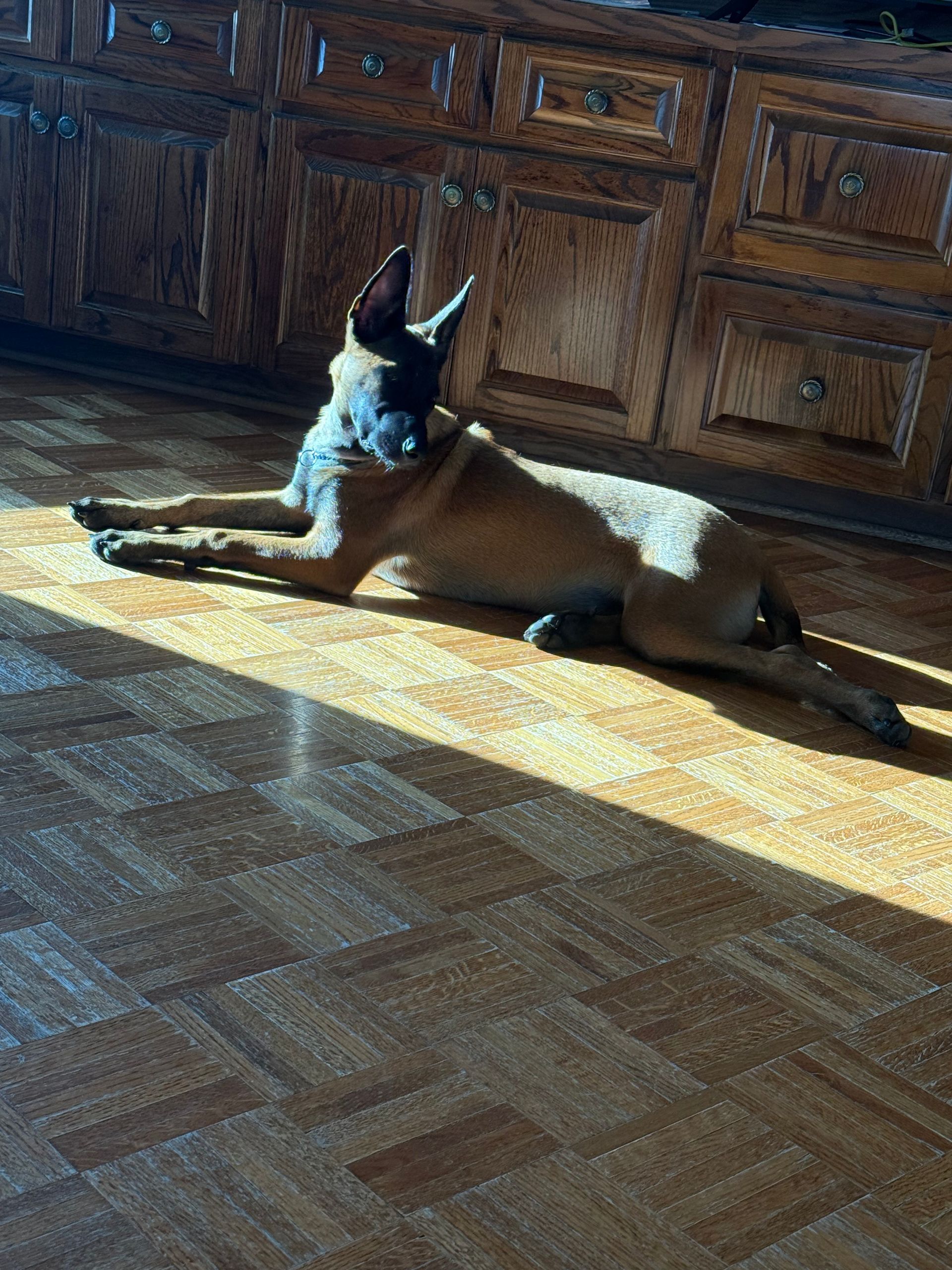 Dog lounging on a sunlit wooden floor in front of wooden cabinets.