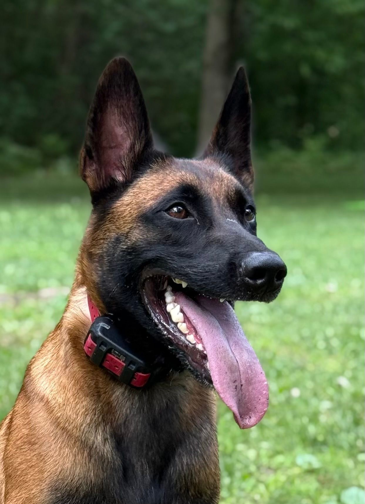 Belgian Malinois dog with black muzzle, brown coat, and long pink tongue, wearing a red collar, in a grassy area.