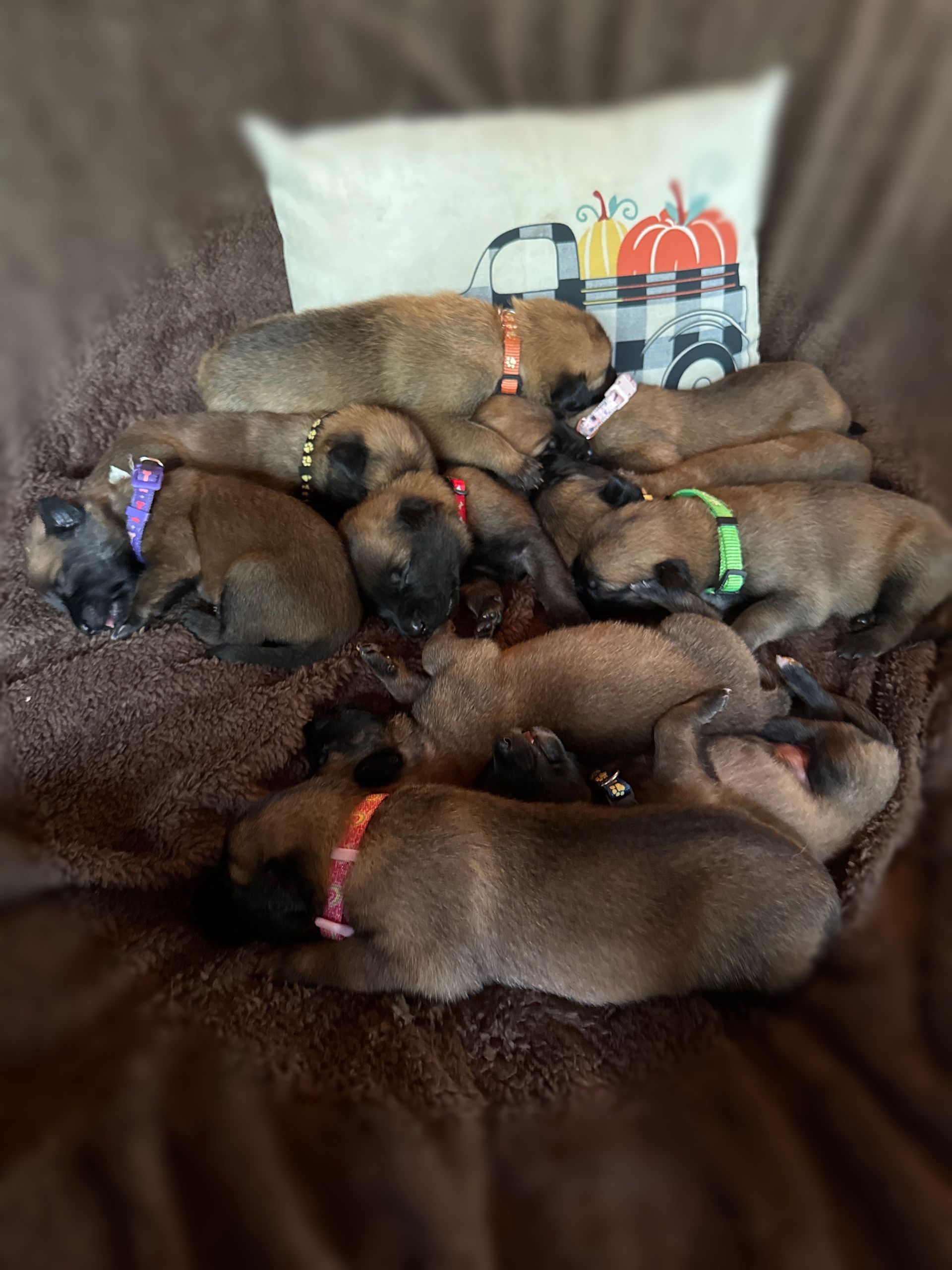 A pile of brown puppies with colorful collars, resting on a brown blanket with a fall-themed pillow behind them.