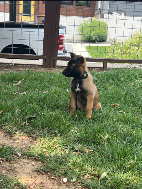 A brown puppy with a white chest marking sits on green grass, looking left.