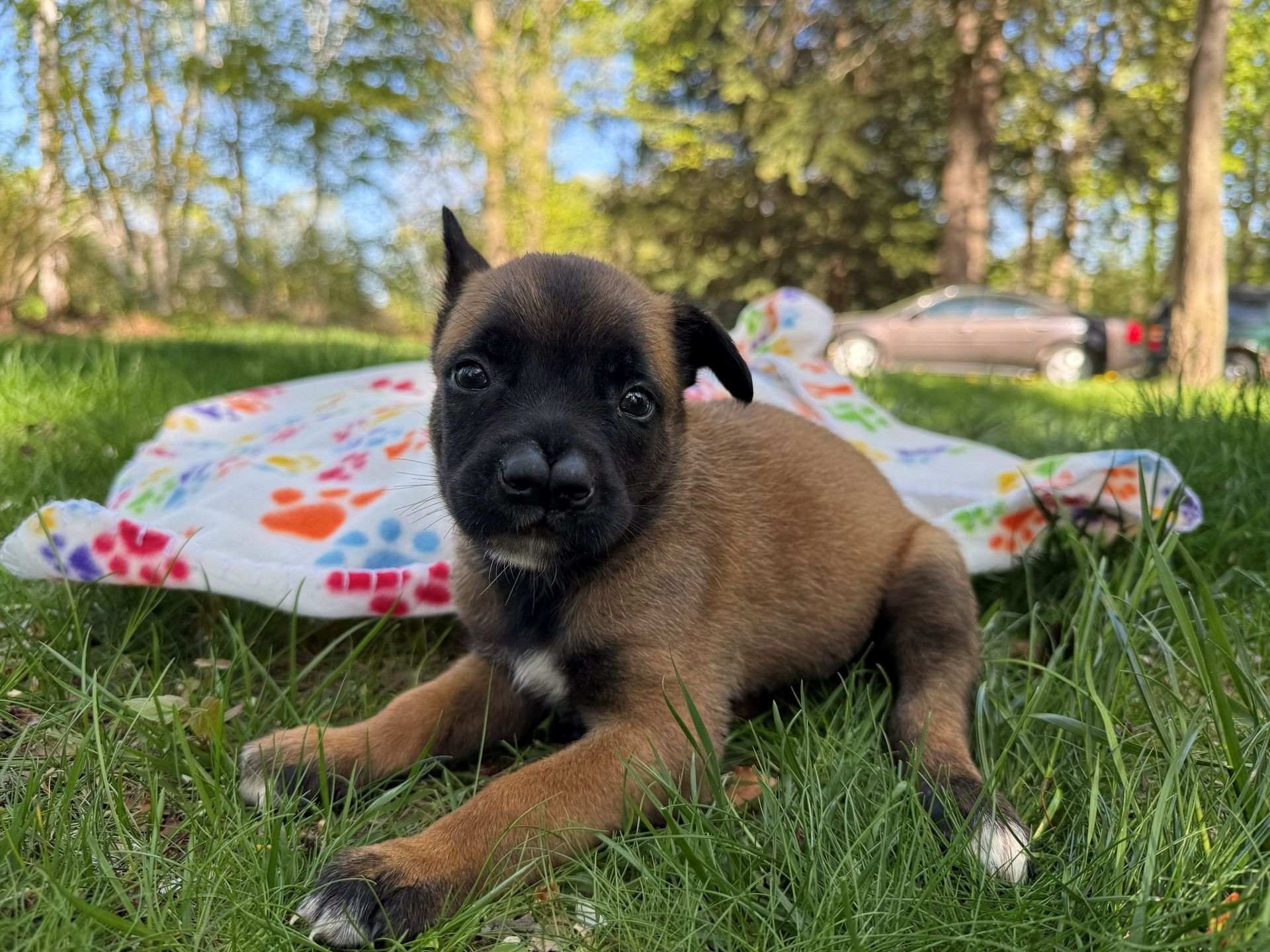 Tiny brown-and-black puppy sleeping on a colorful paw-print blanket