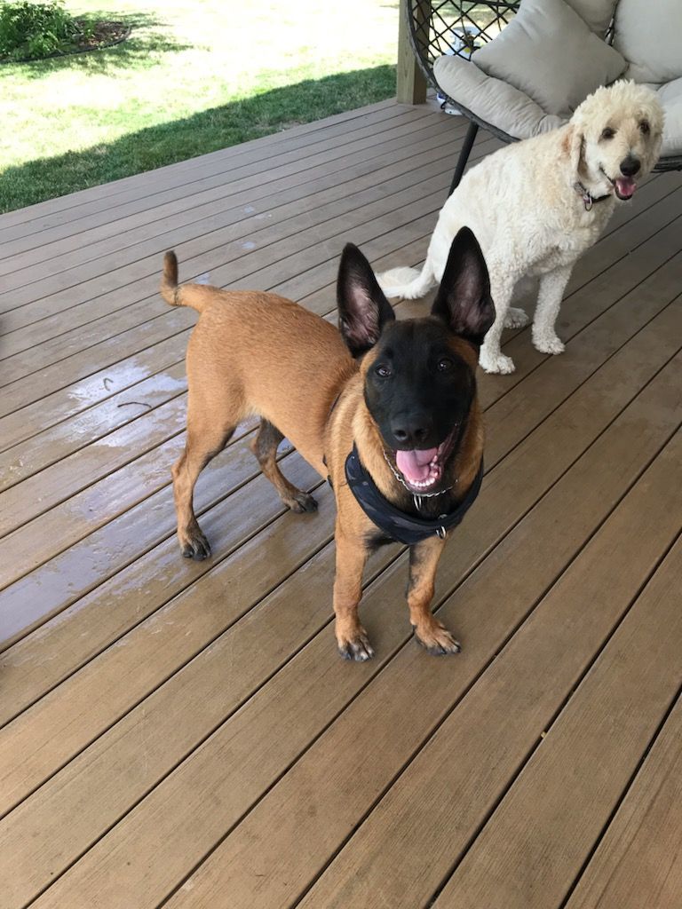 A brown Belgian Malinois dog with black muzzle smiles on a deck with a white Goldendoodle in background.