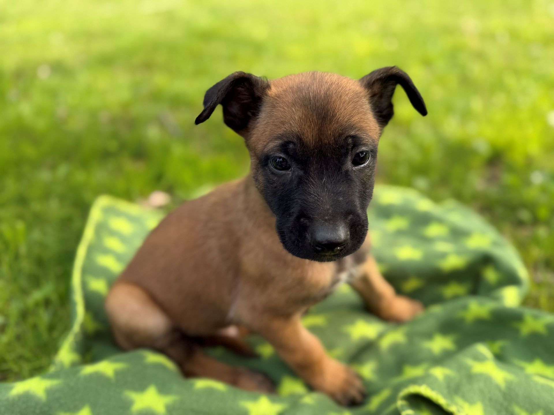 Sleeping brown puppy curled on a star-patterned blanket