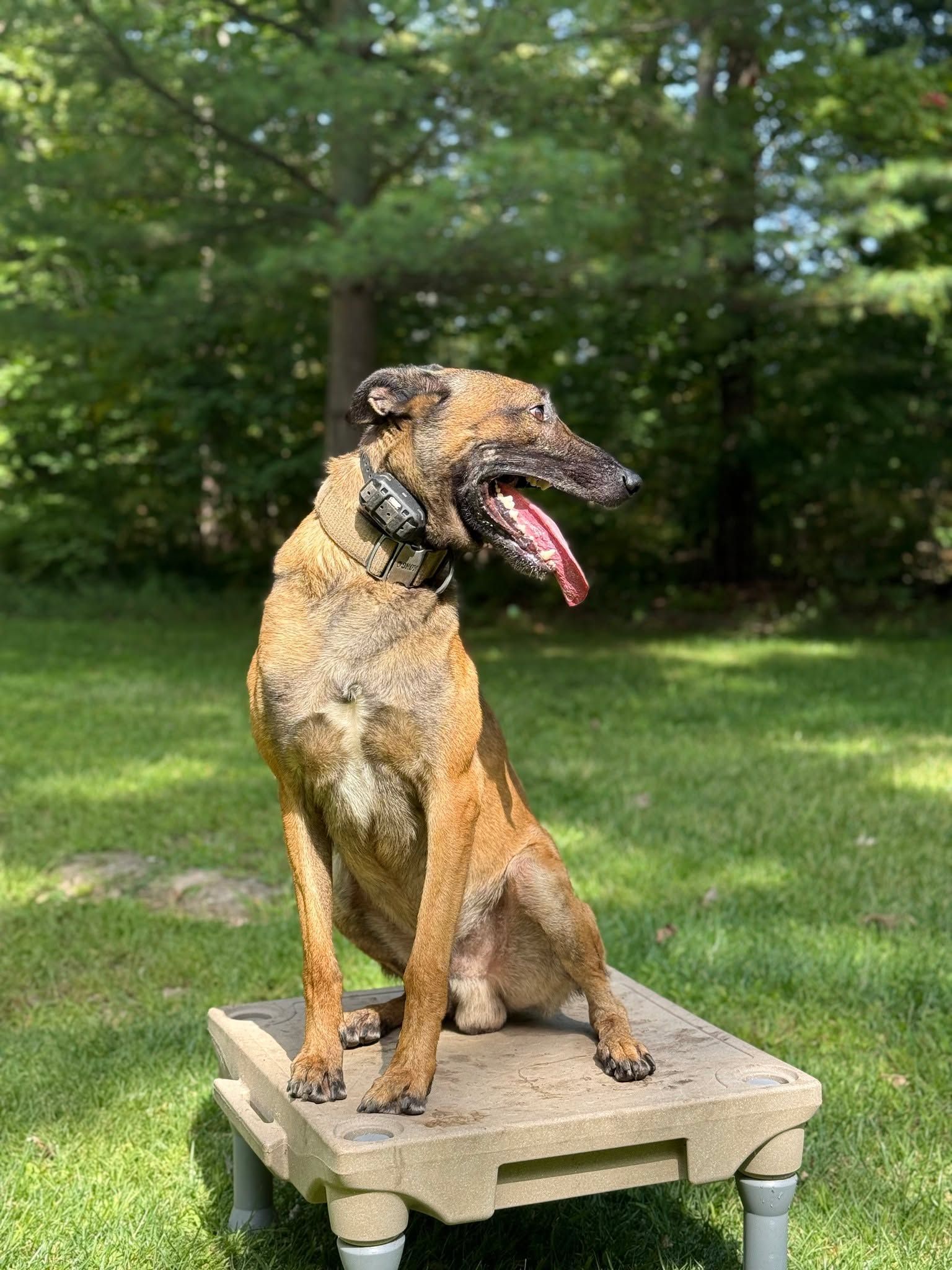 Brown dog panting, sitting on a raised platform in a yard, with green trees in the background.