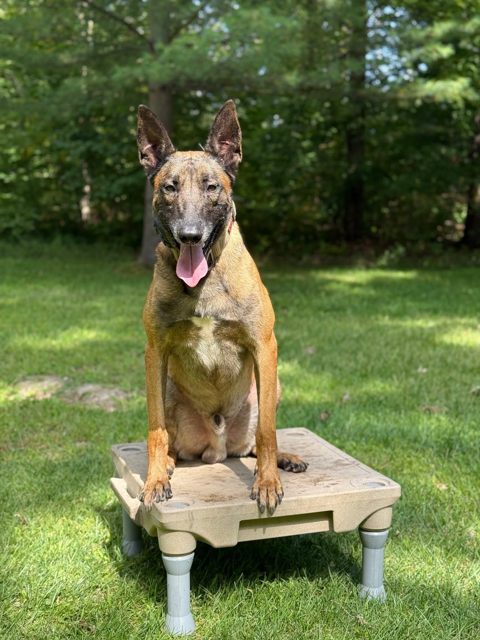 Belgian Malinois dog sits on a raised platform in a grassy backyard, tongue out, looking at the camera.