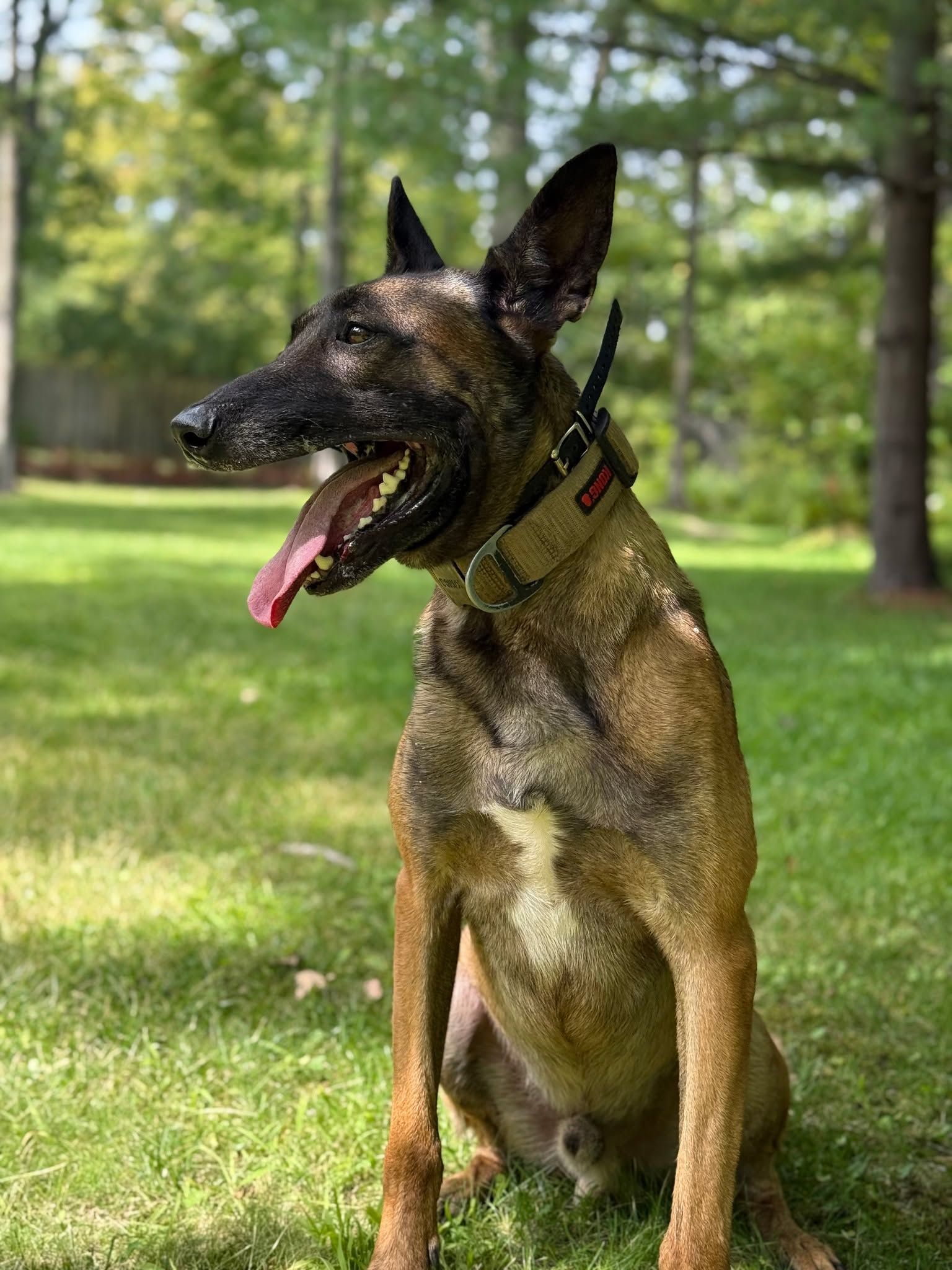A Belgian Malinois dog sits on green grass, tongue out, wearing a tan collar, in a park.