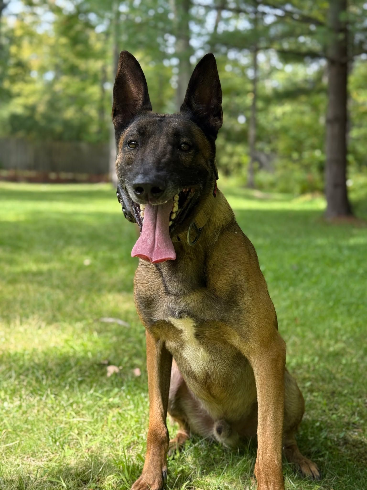 Belgian Malinois dog sitting on green grass, tongue out, outdoors.