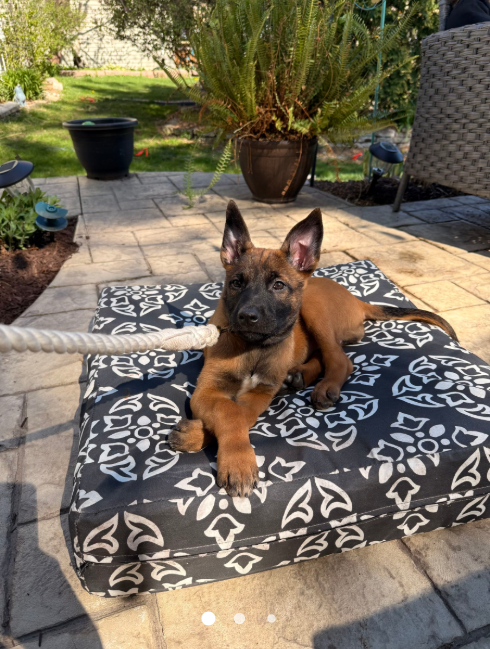 A brown puppy with alert ears lounges on a patterned cushion on a patio.